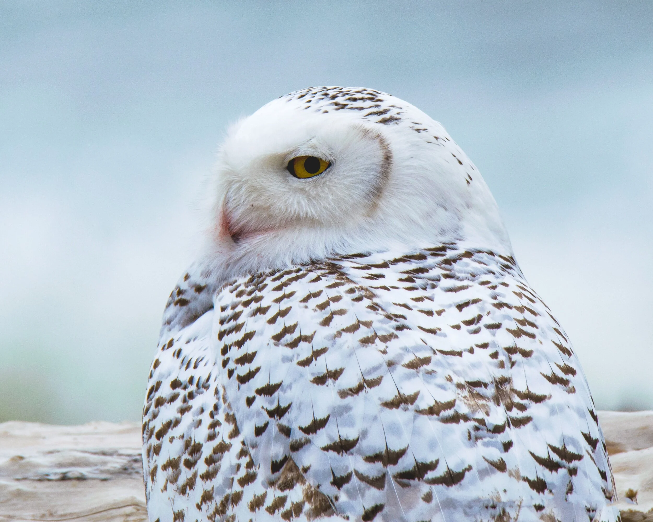 00E4E5FA-FF2E-41A0-AFA2-1C01283B2009