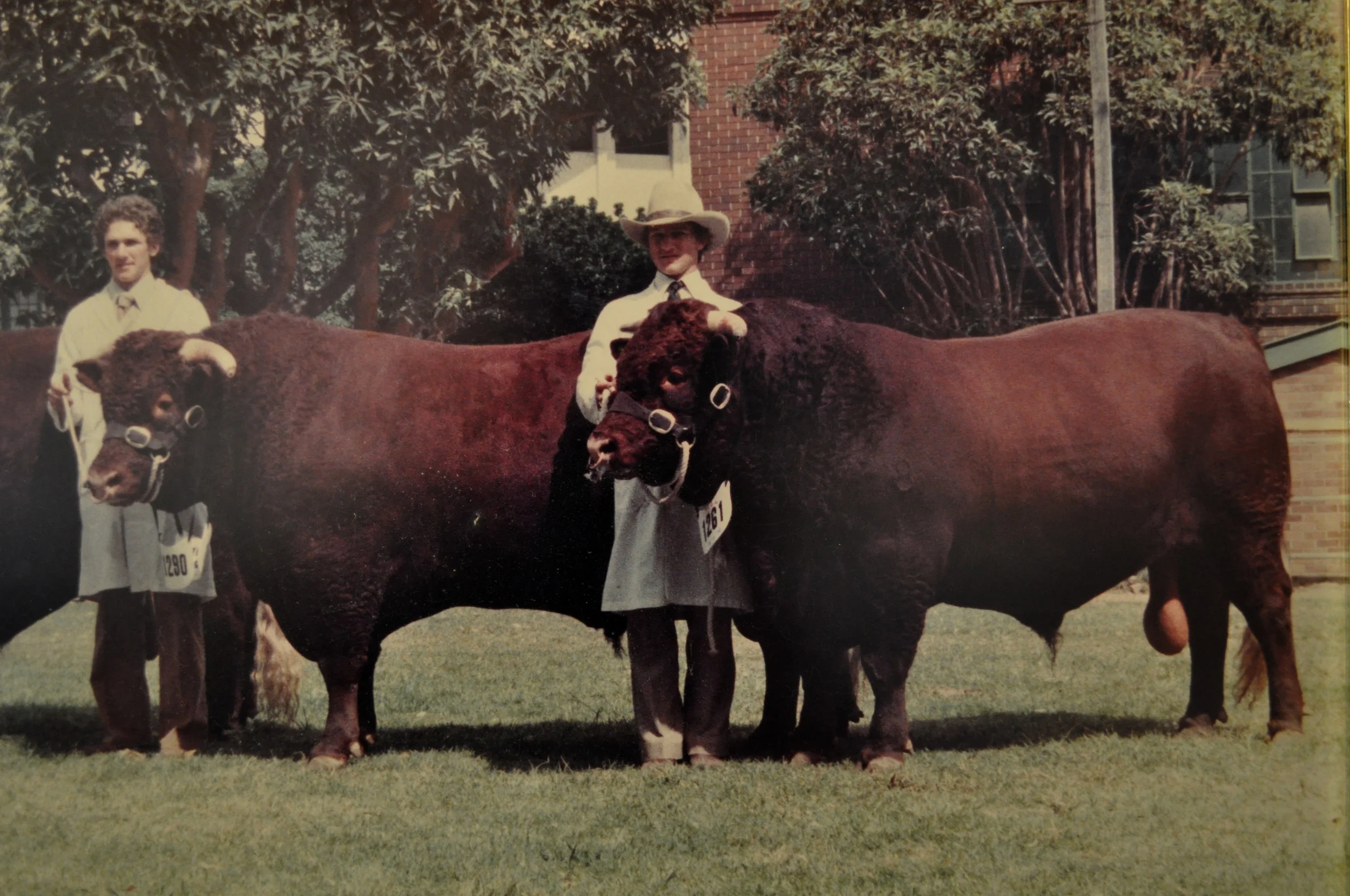Andrew and Nigel White showing Havilah Devons in 1985