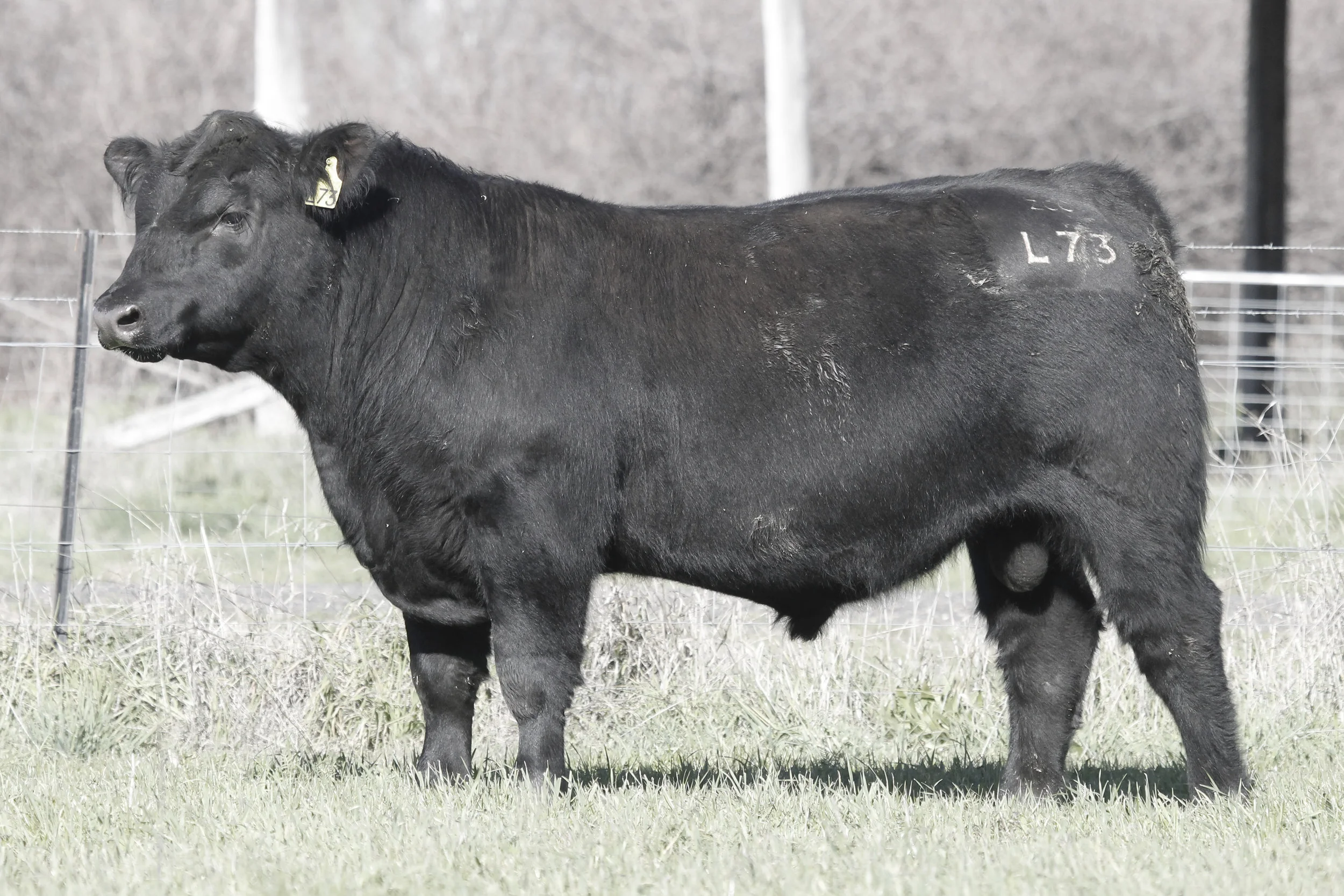 Lot 6 Coffin Creek L73 sold to the Coates Family, Hargraves, for 15,000.
