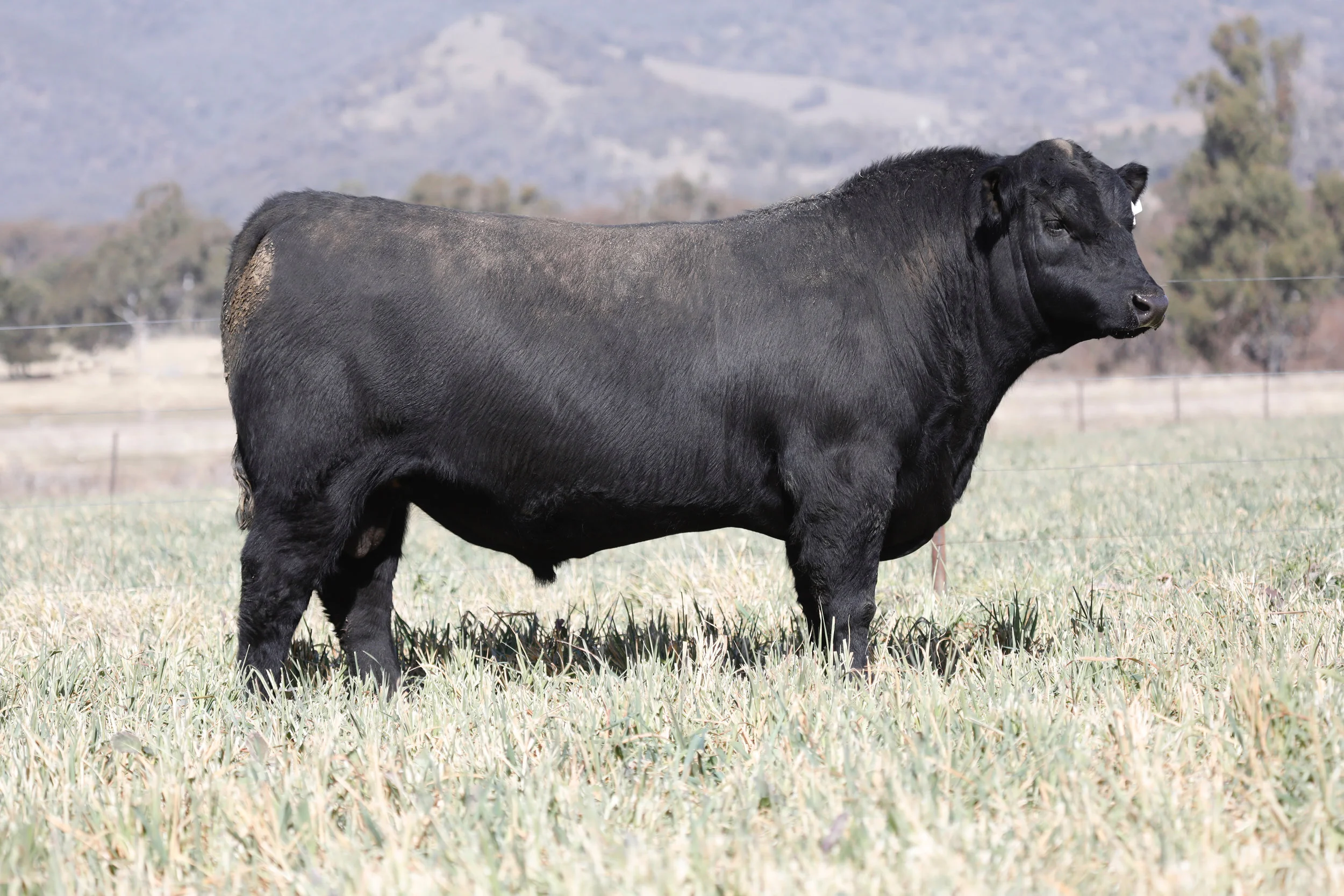 Lot 4: Coffin Creek N7 by Millah Murrah Klooney K42