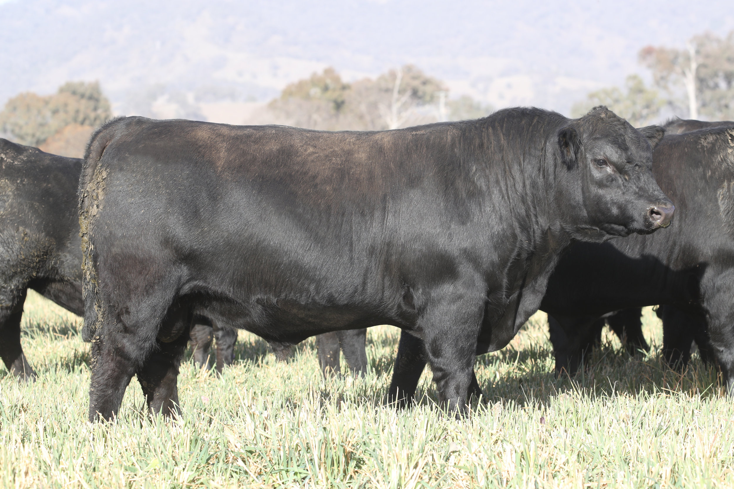 Coffin Creek N30 who sold for $15,000 in 2018. Sire: Te Mania Emperor E343