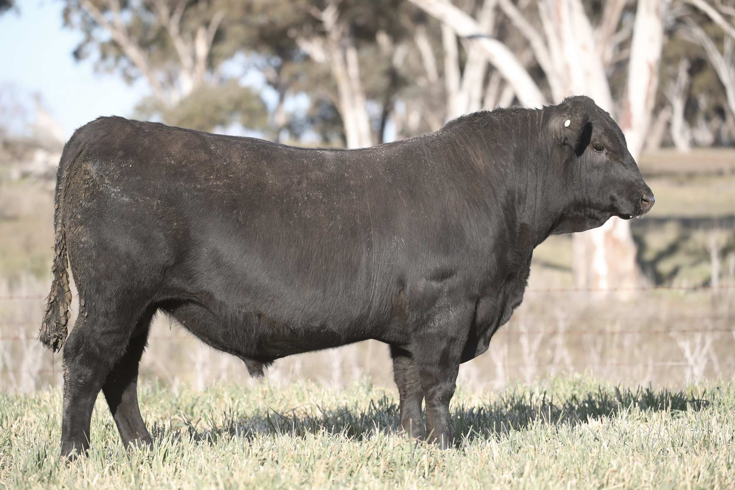 Coffin Creek M61 who sold for $12,000 in 2017. Sire: Coffin Creek Joker J202