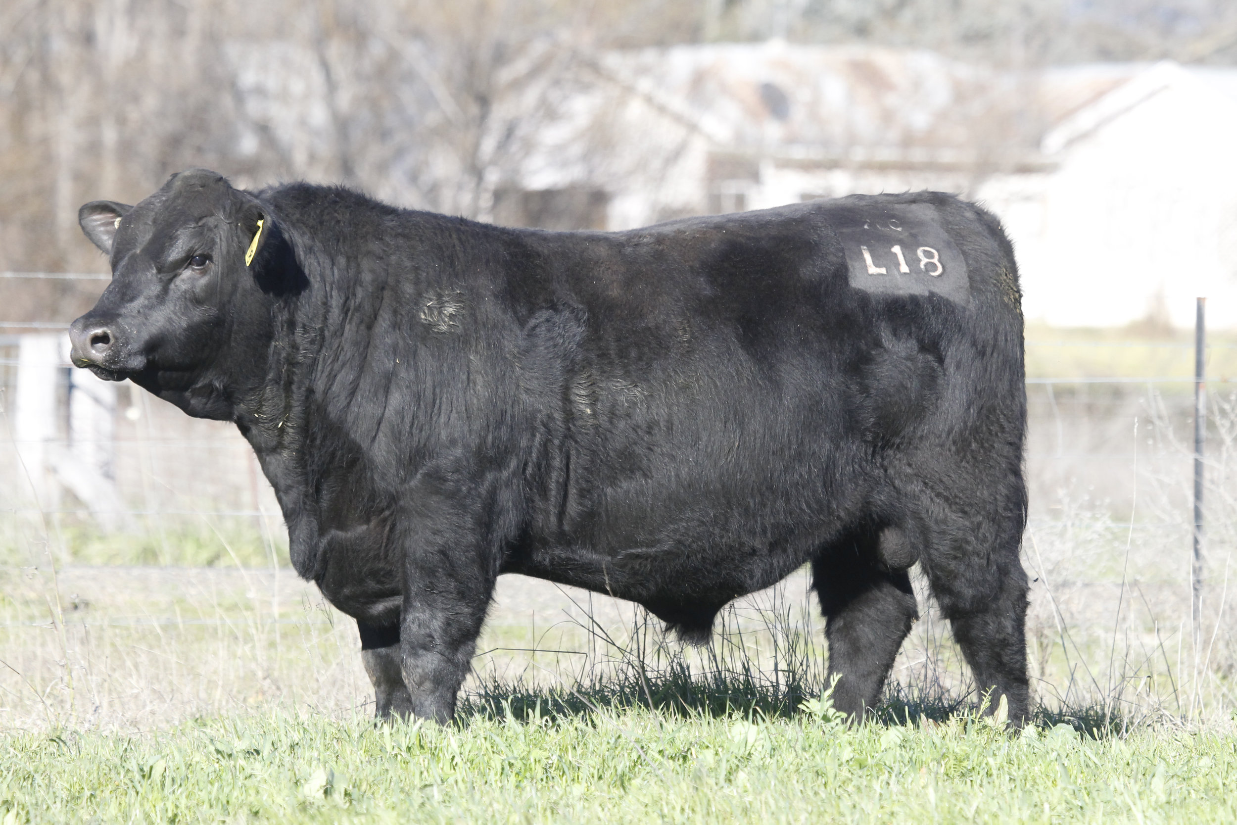 Coffin Creek L18 who sold for $16,000 in 2016. Sire: Wattletop New Day J220