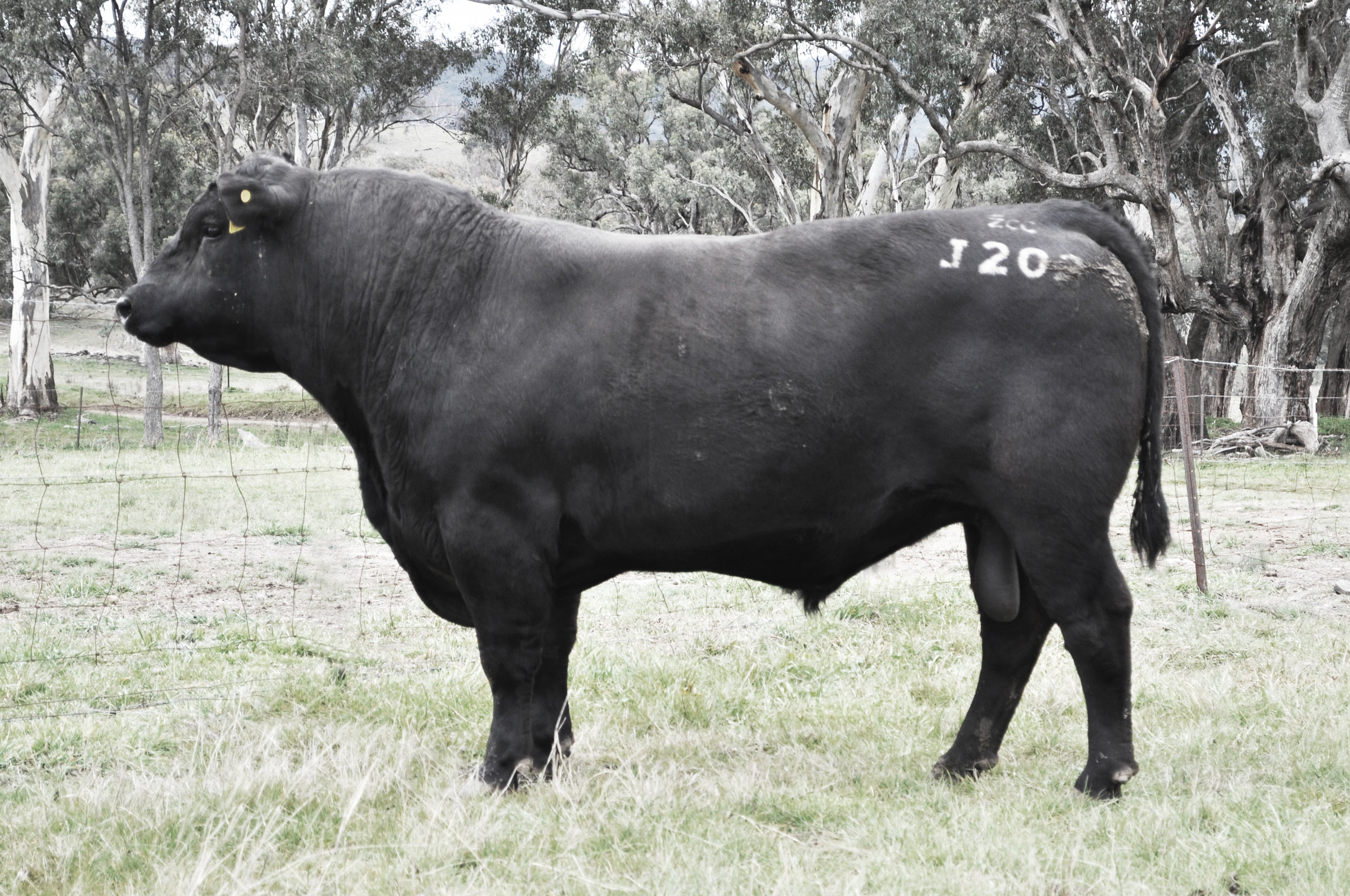 Coffin Creek Joker J202 who sold for $9500 in 2015. Sire: Millah Murrah Tex D211