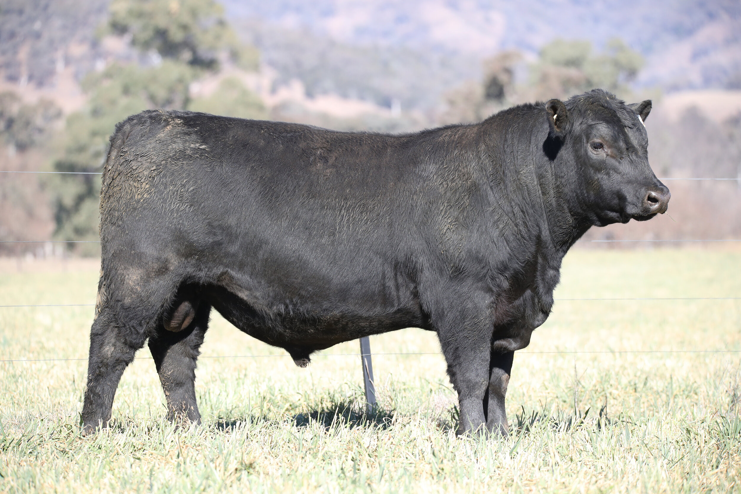 Coffin Creek P41 who sold for $15,000 in 2019. Sire: Matauri Reality