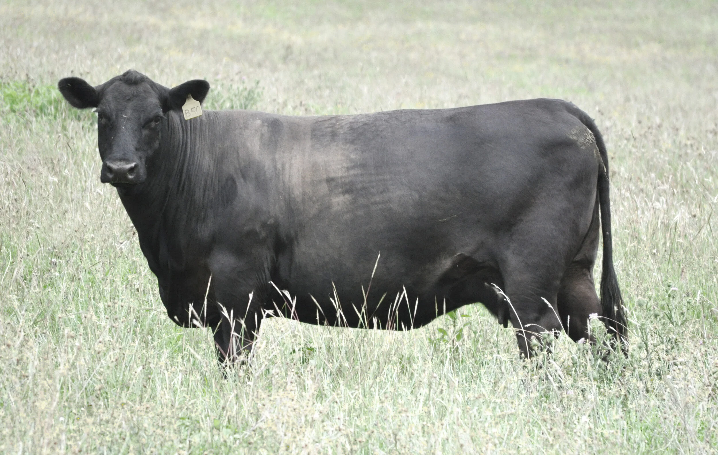 Coffin Creek B50 (APR)