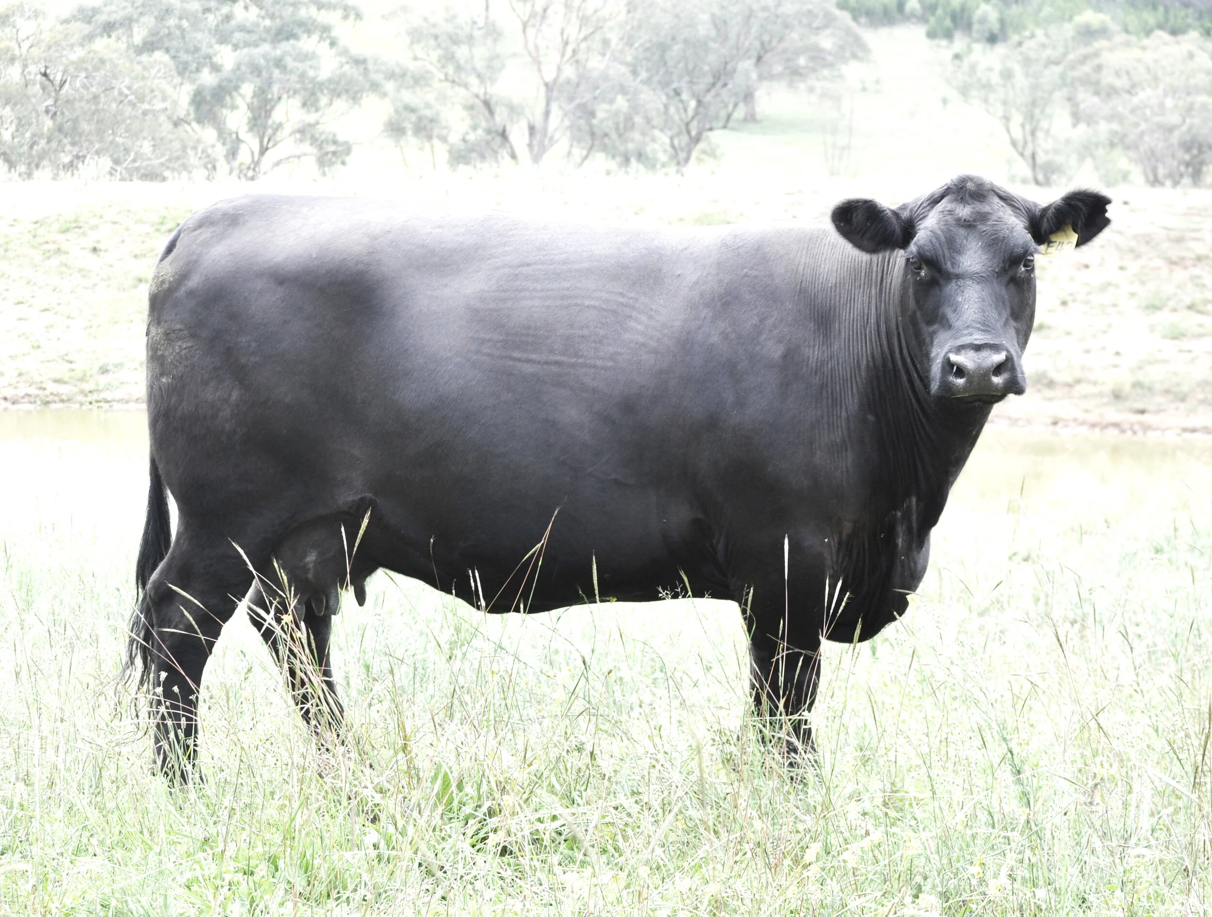 Coffin Creek E42 (APR)