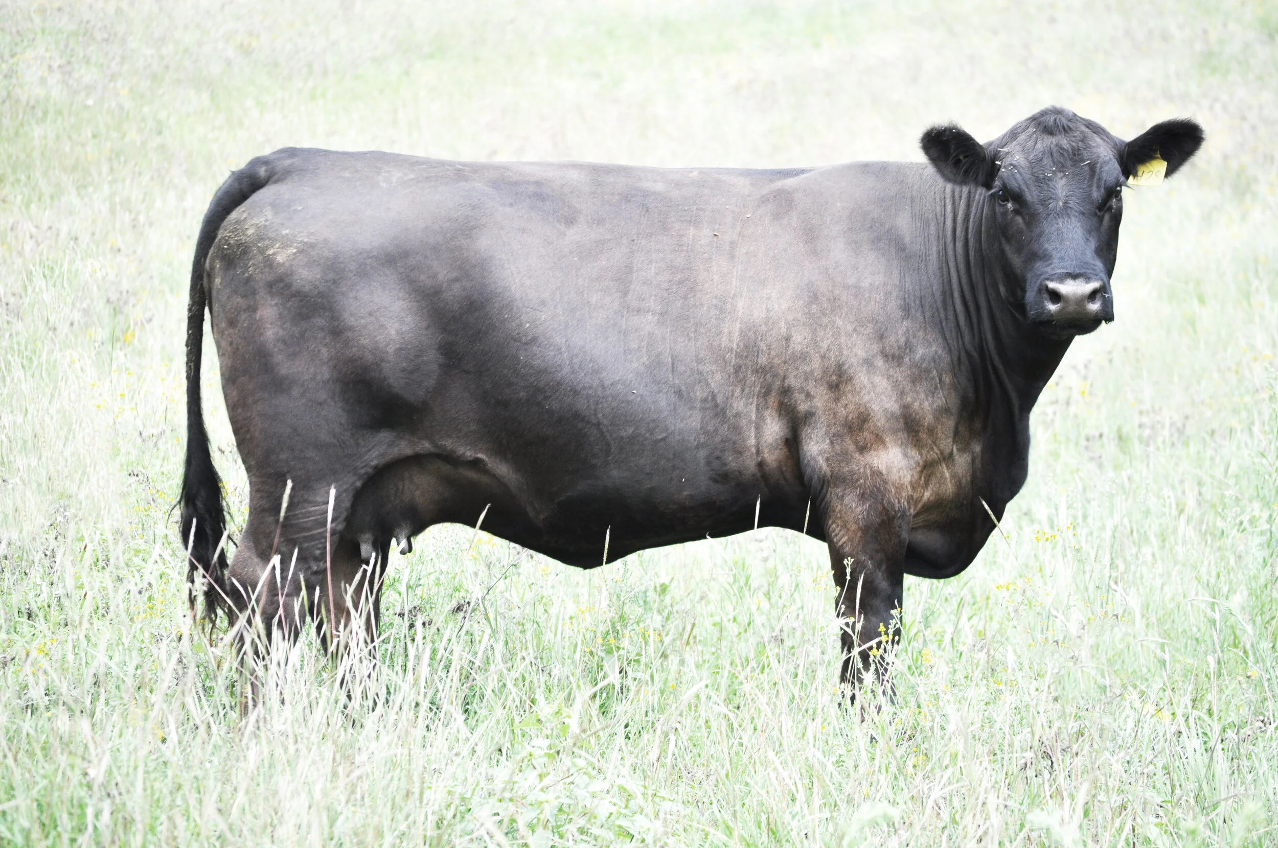 Coffin Creek H28 (APR)