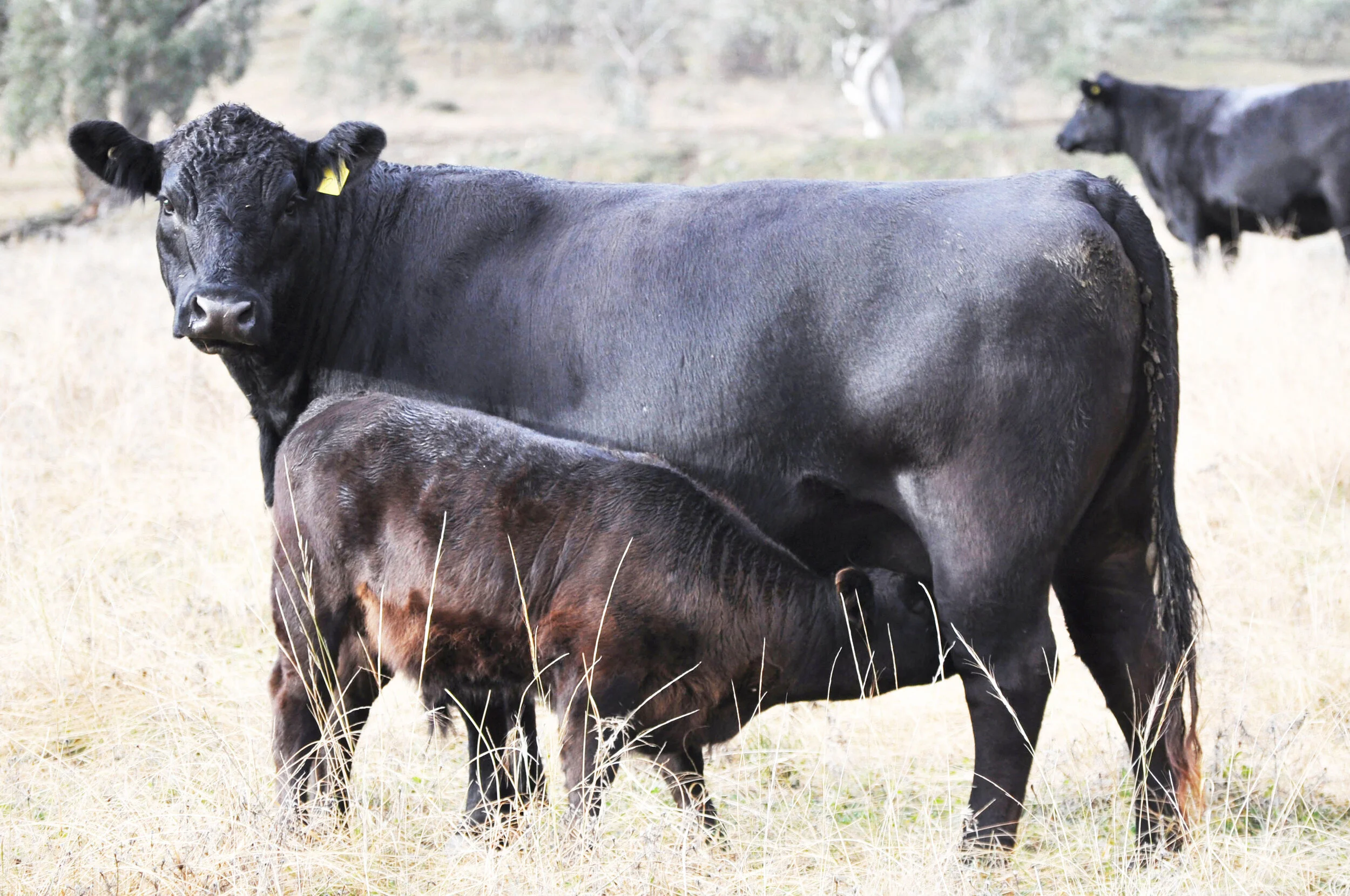 Coffin Creek Abigail J21