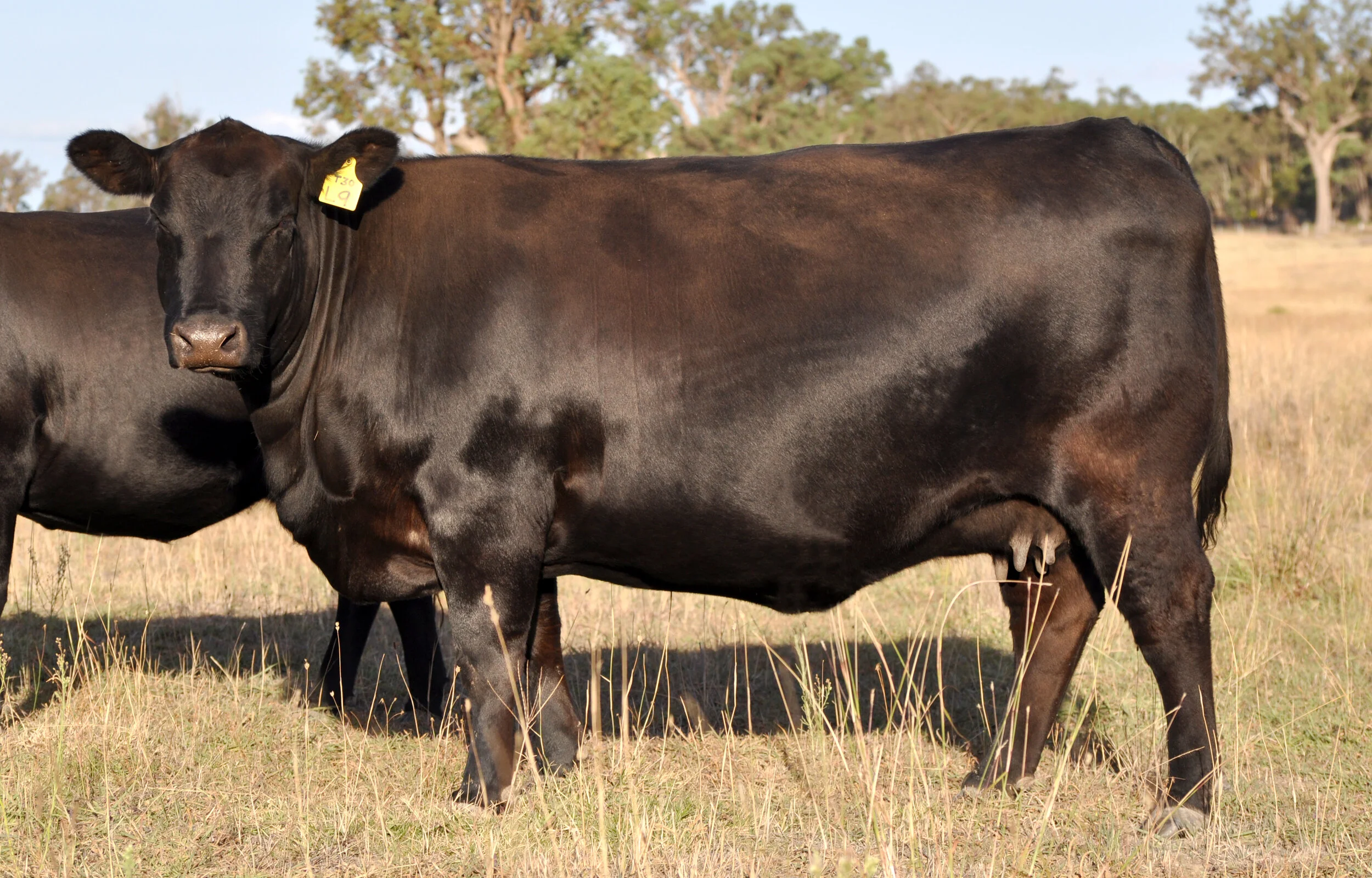 Donor: Millah Murrah Flower L9