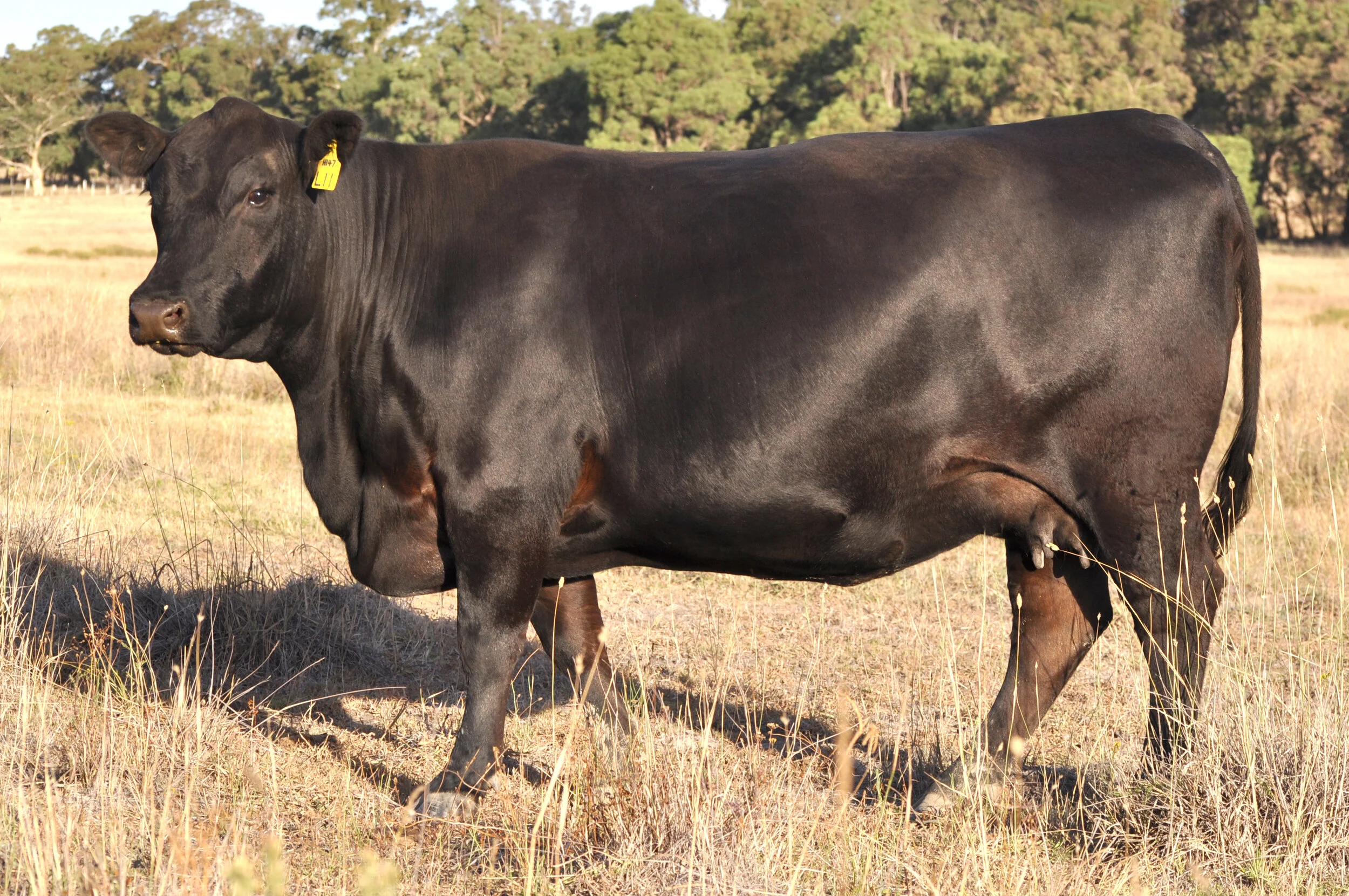 Donor: Millah Murrah Ela L11