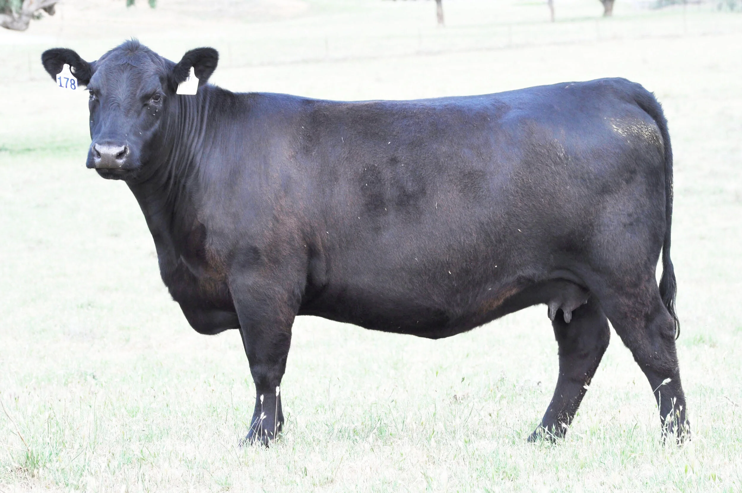 Donor: Millah Murrah Flower L84