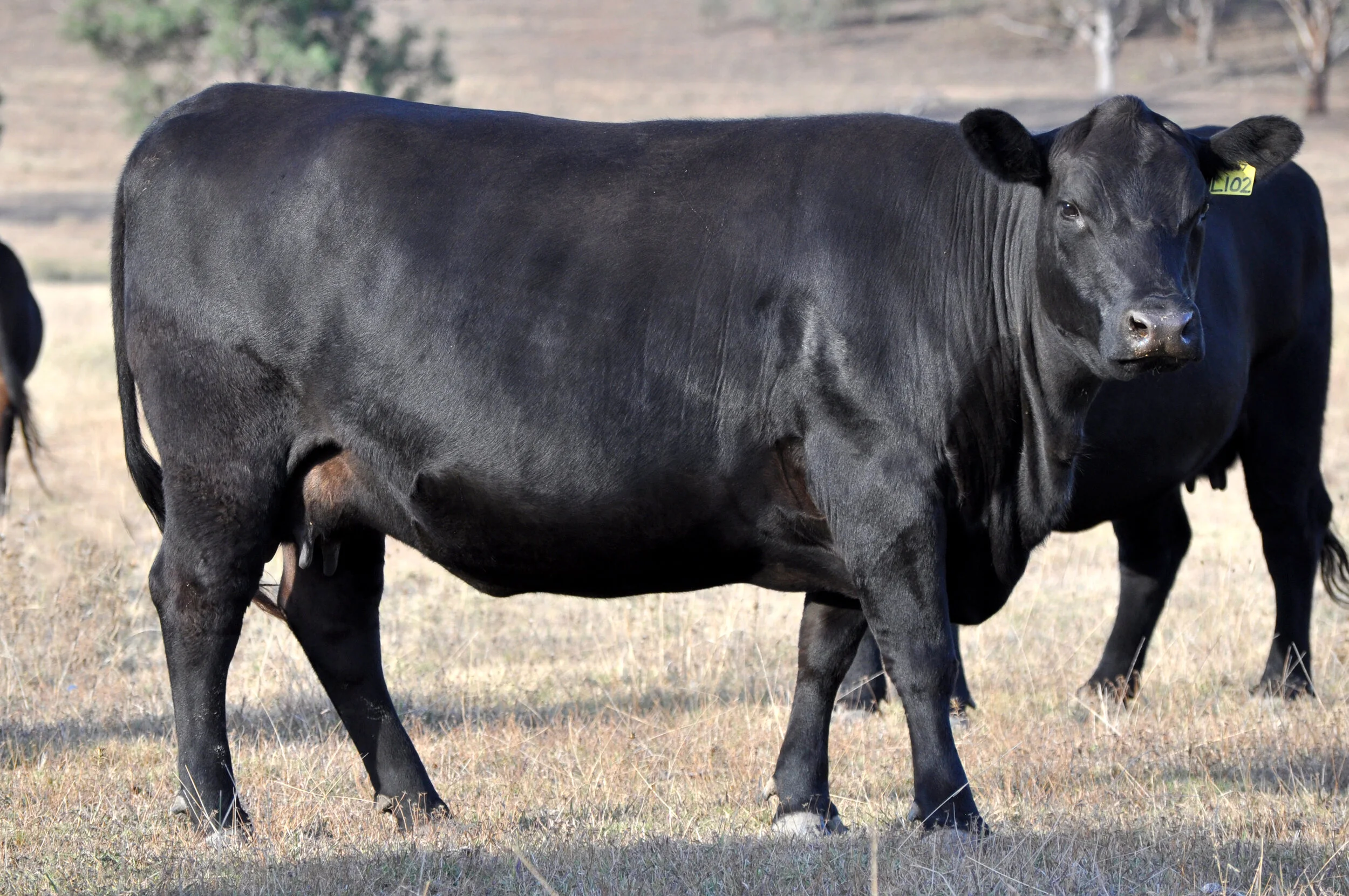 Donor: Millah Murrah Brenda L102