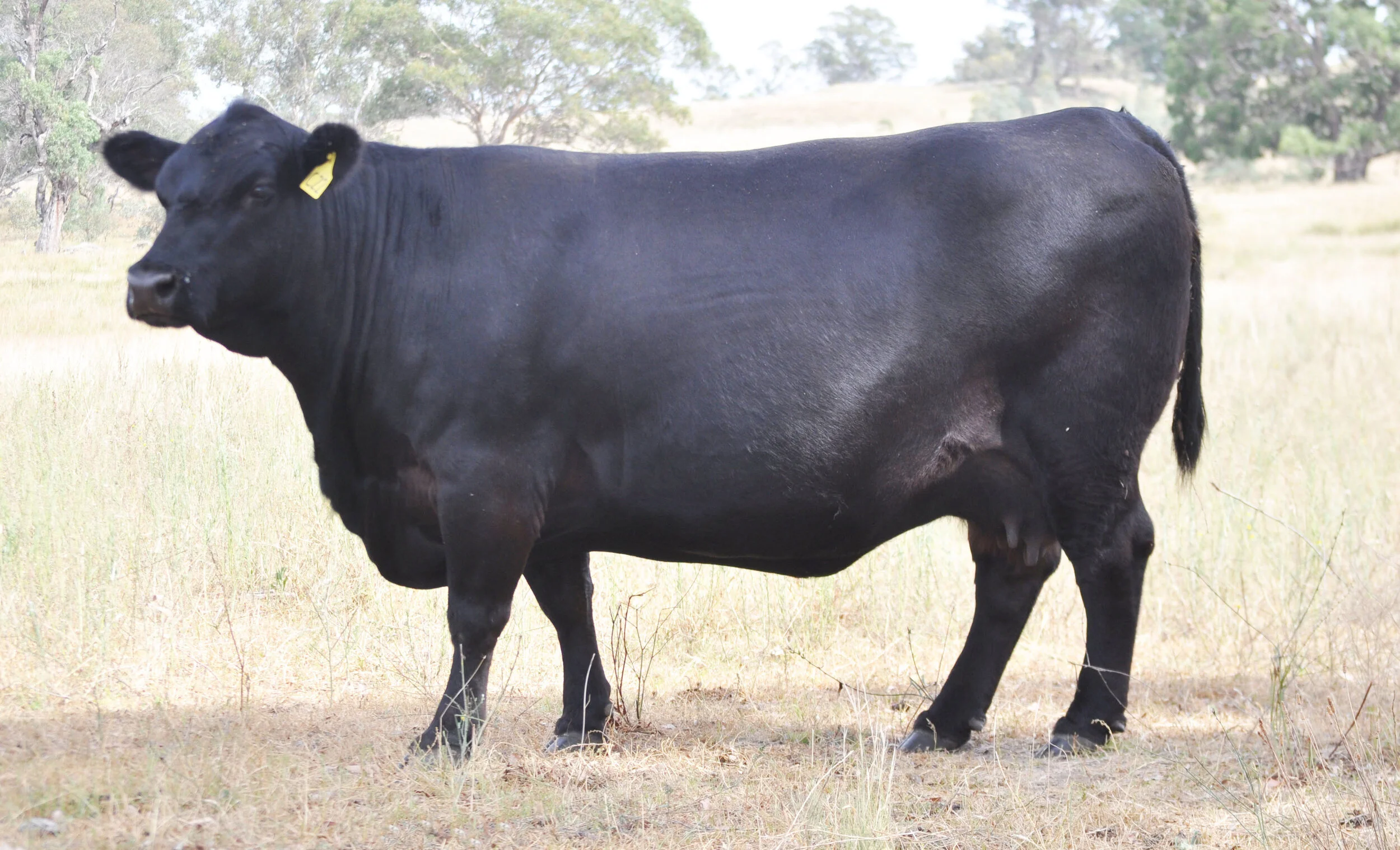 Coffin Creek Abigail C22