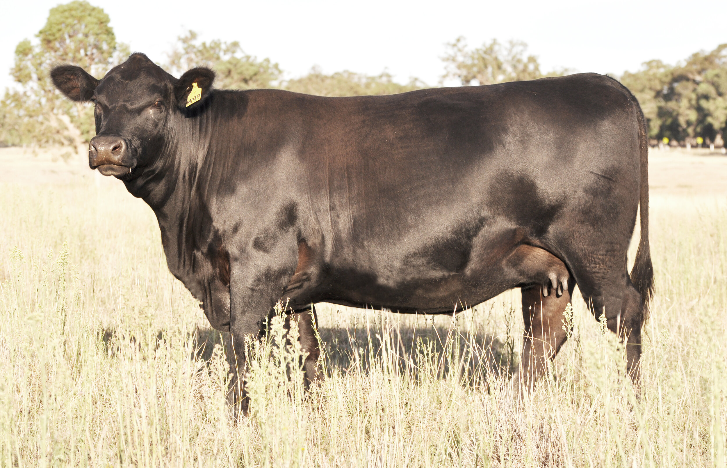 Coffin Creek Abigail M199