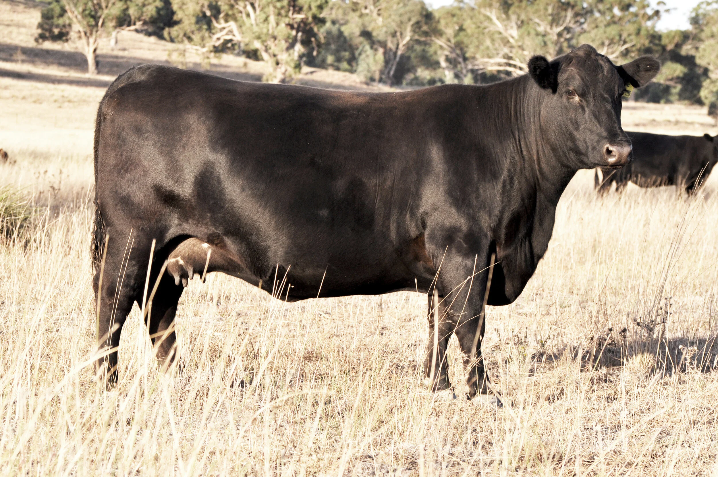 Donor: Millah Murrah Prue L143