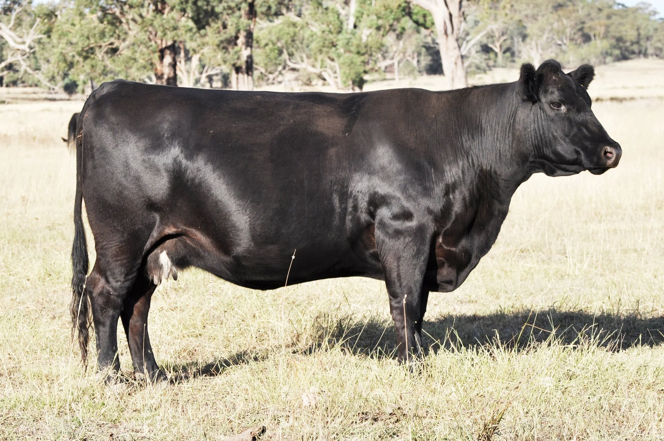 Coffin Creek H39 (APR)