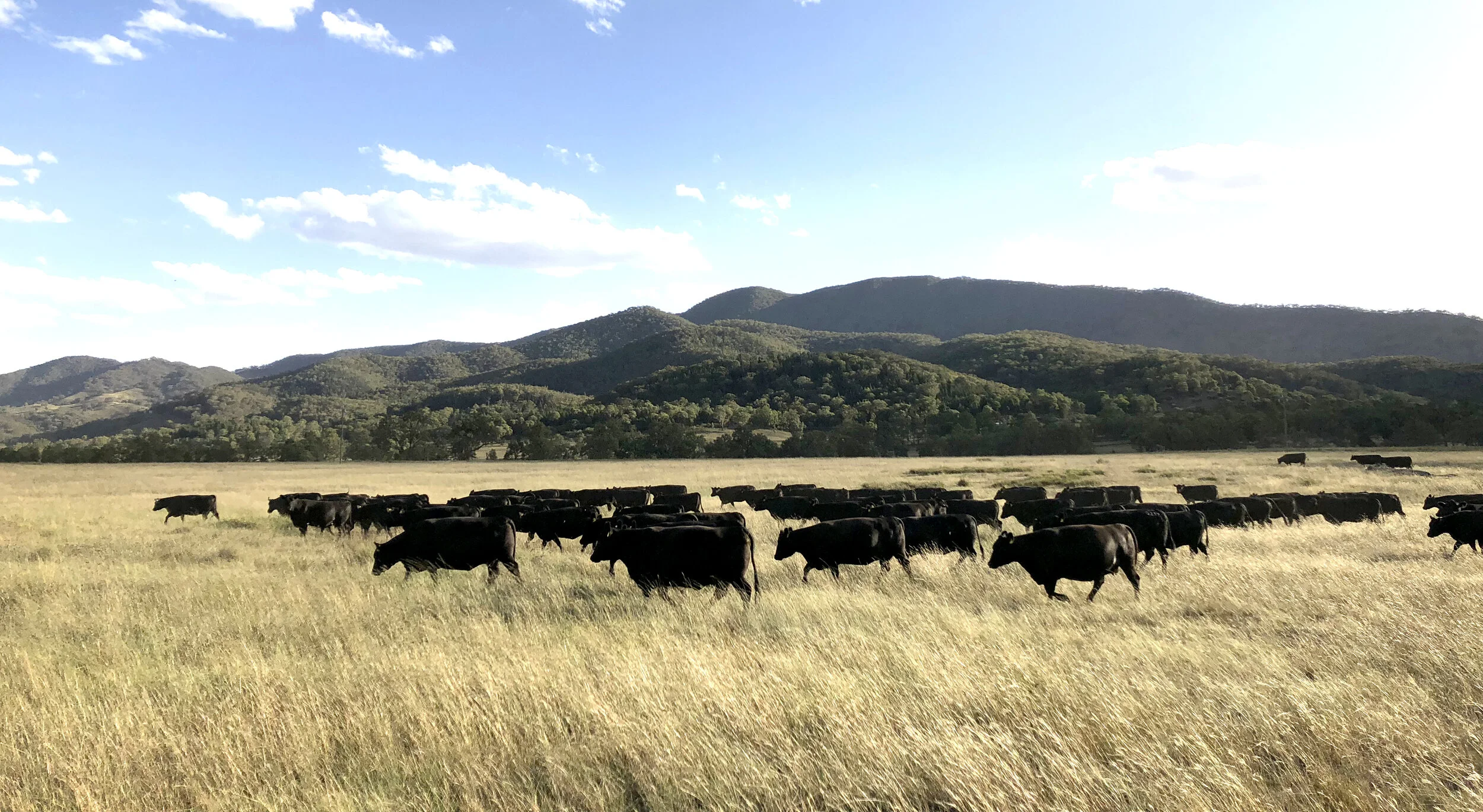 Autumn Herd cropped.jpg