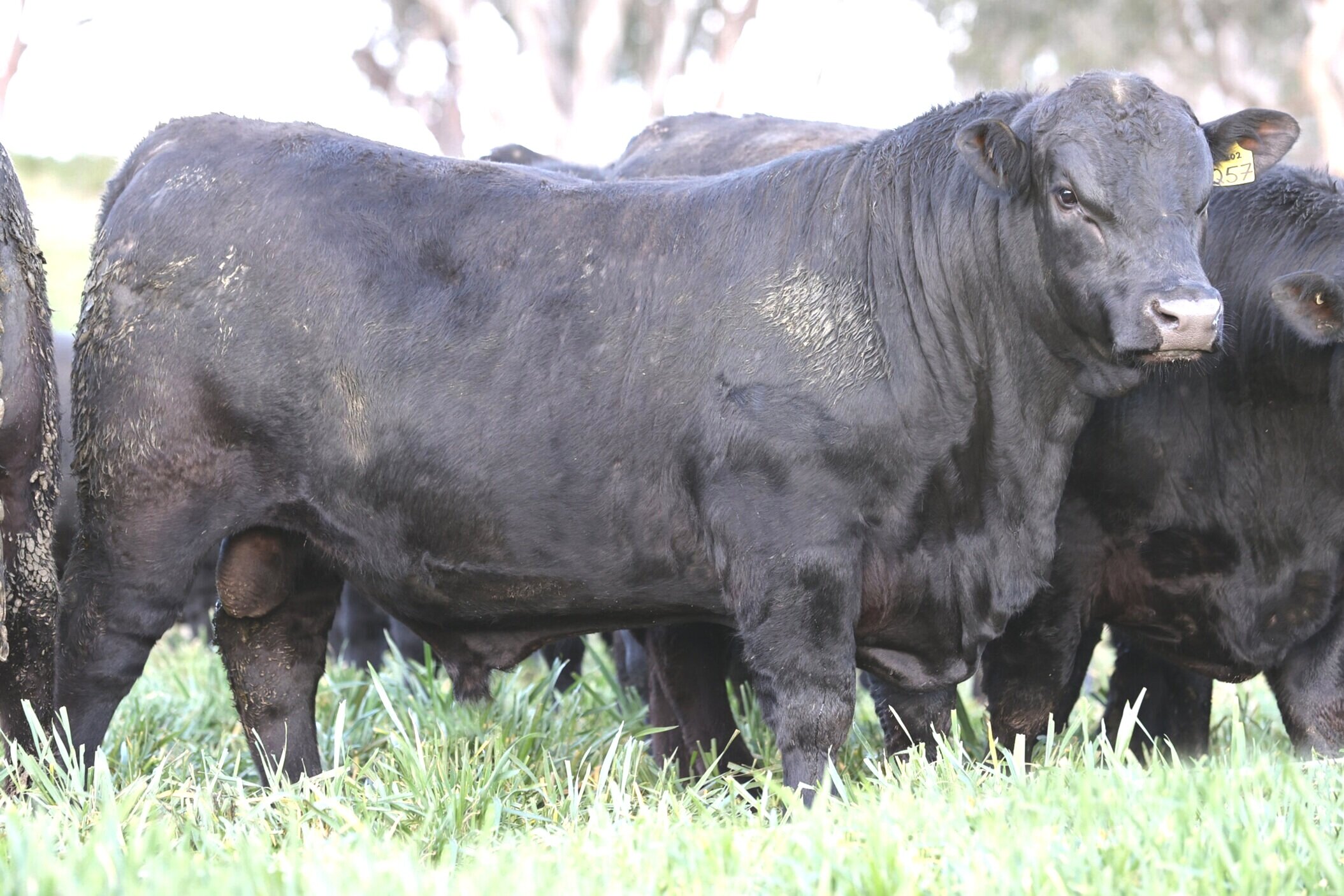 Q57 at 15 months of age.