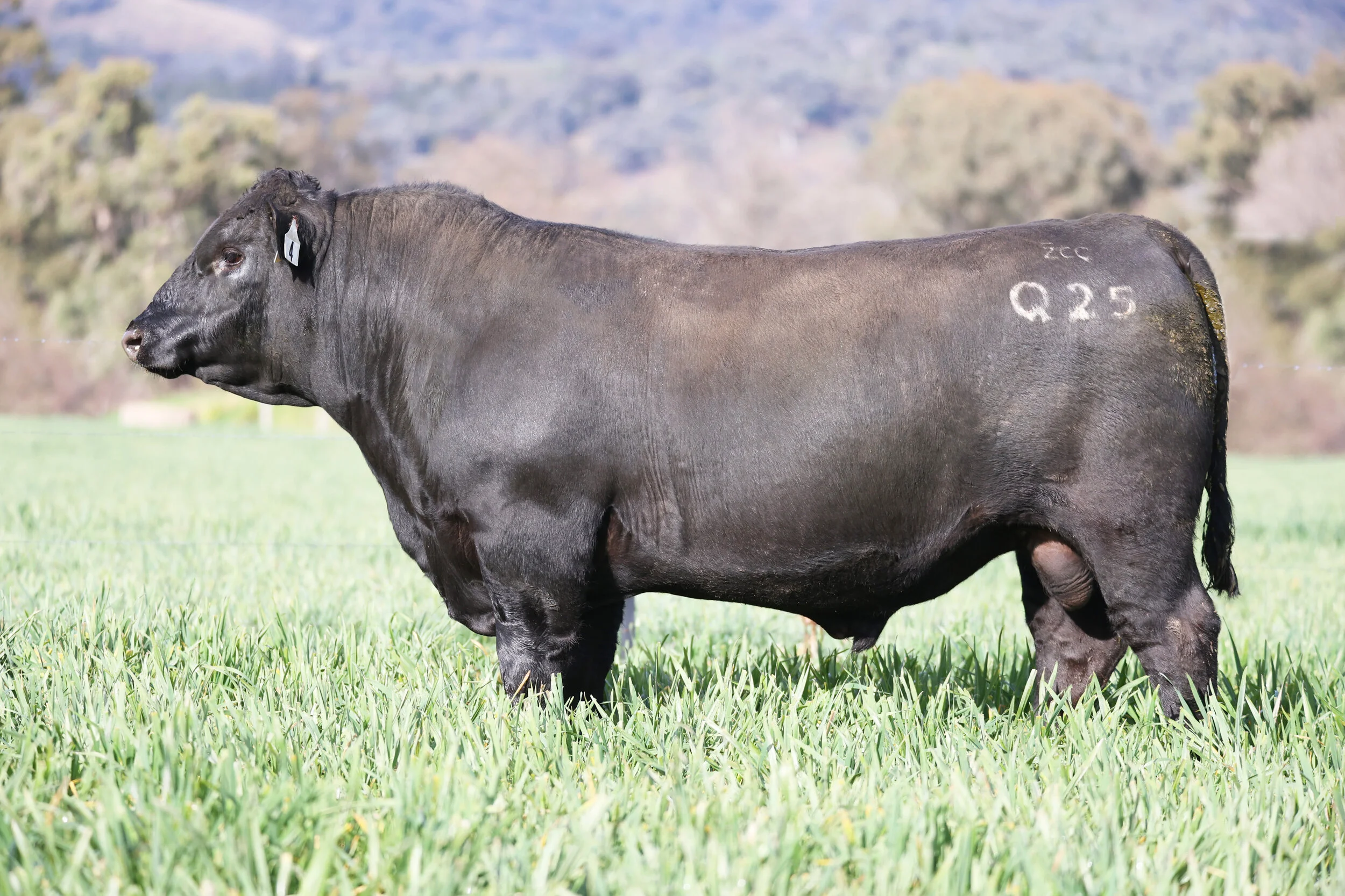 Lot 4:  Coffin Creek Joker Q25  who sold for $24,000 to Arden Angus, Adelong, NSW.