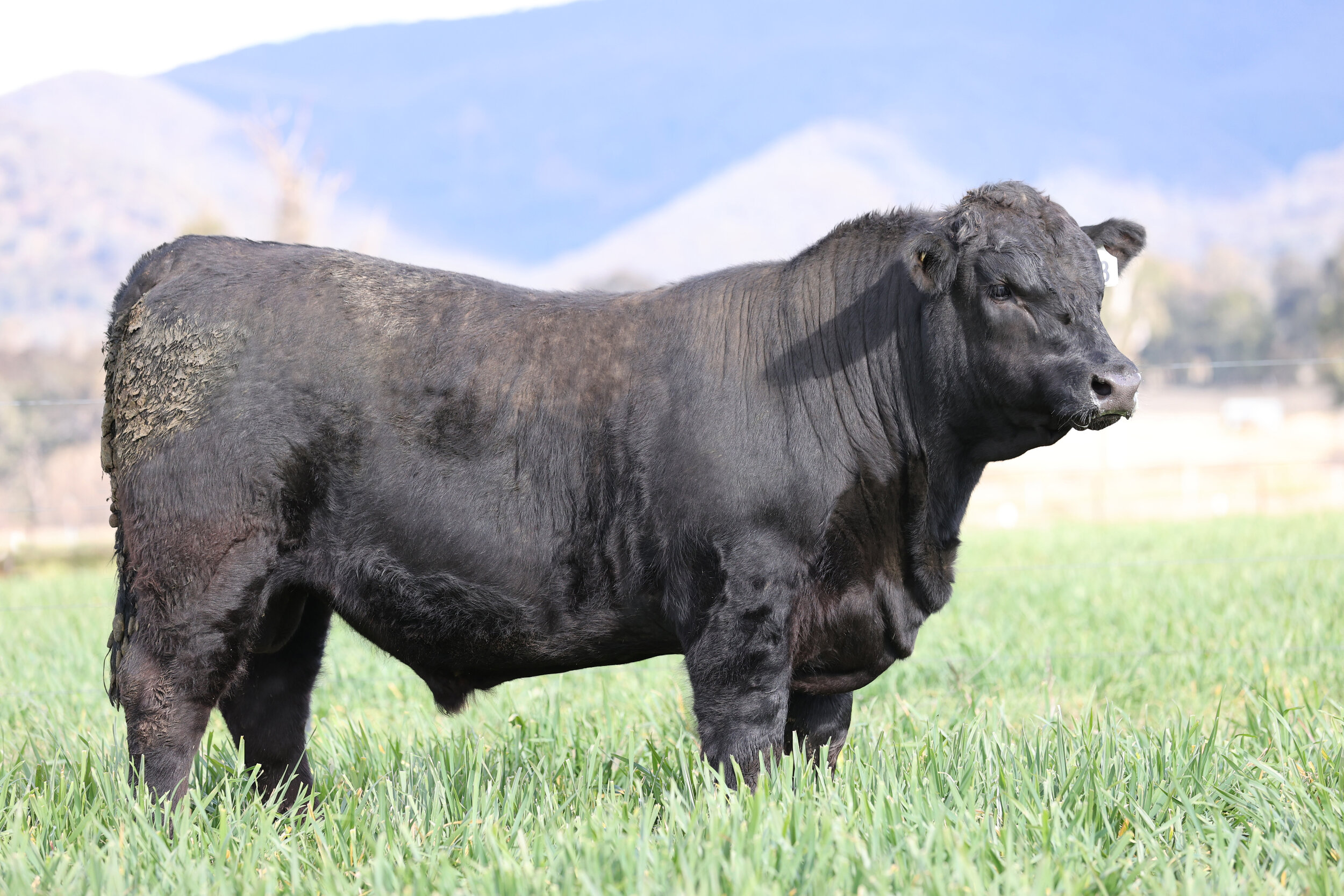 Lot 13:  Coffin Creek Hallmark Q16  who sold for $20,000 to the Hanigan Family, Coonamble, NSW.
