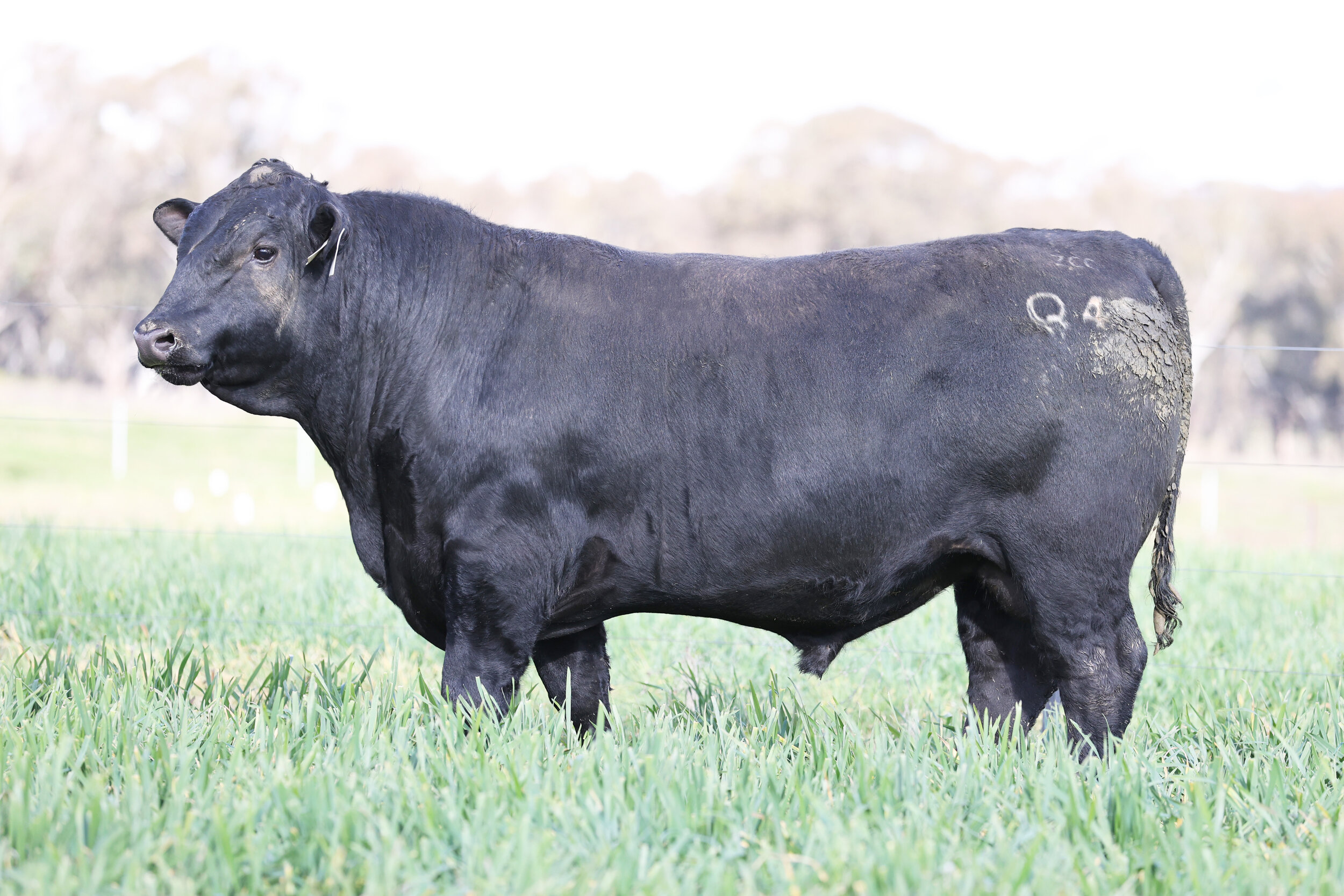 Lot 11 -  Coffin Creek Lakeside Q49  who sold for $18,000 to Amanda Stewart, Running Stream, NSW.