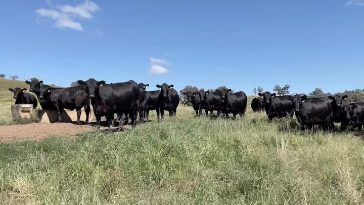 R Heifers, rising 2 years of age. Sires include Milestone, Command &amp; Nugget.