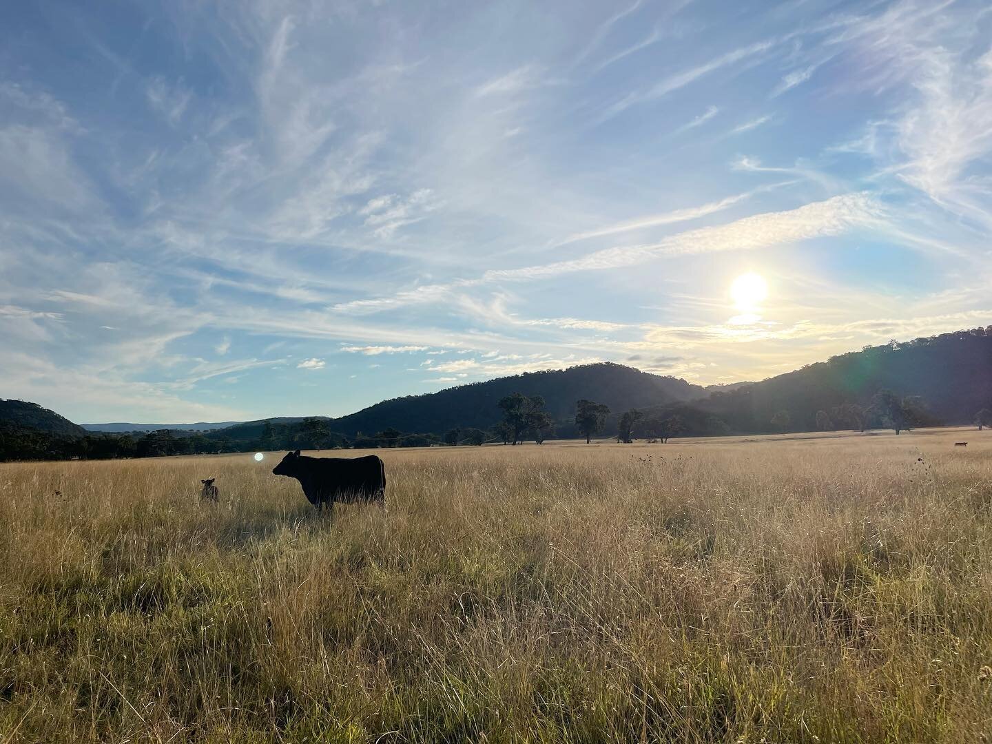 Along with Talooby Angus, we are opening our gates this Saturday May 7th as part of the NSW Angus Committee Meeting and Farm Visits. On display will here will be our yearling heifers, first calving and mature cows with calves at foot as well as donor