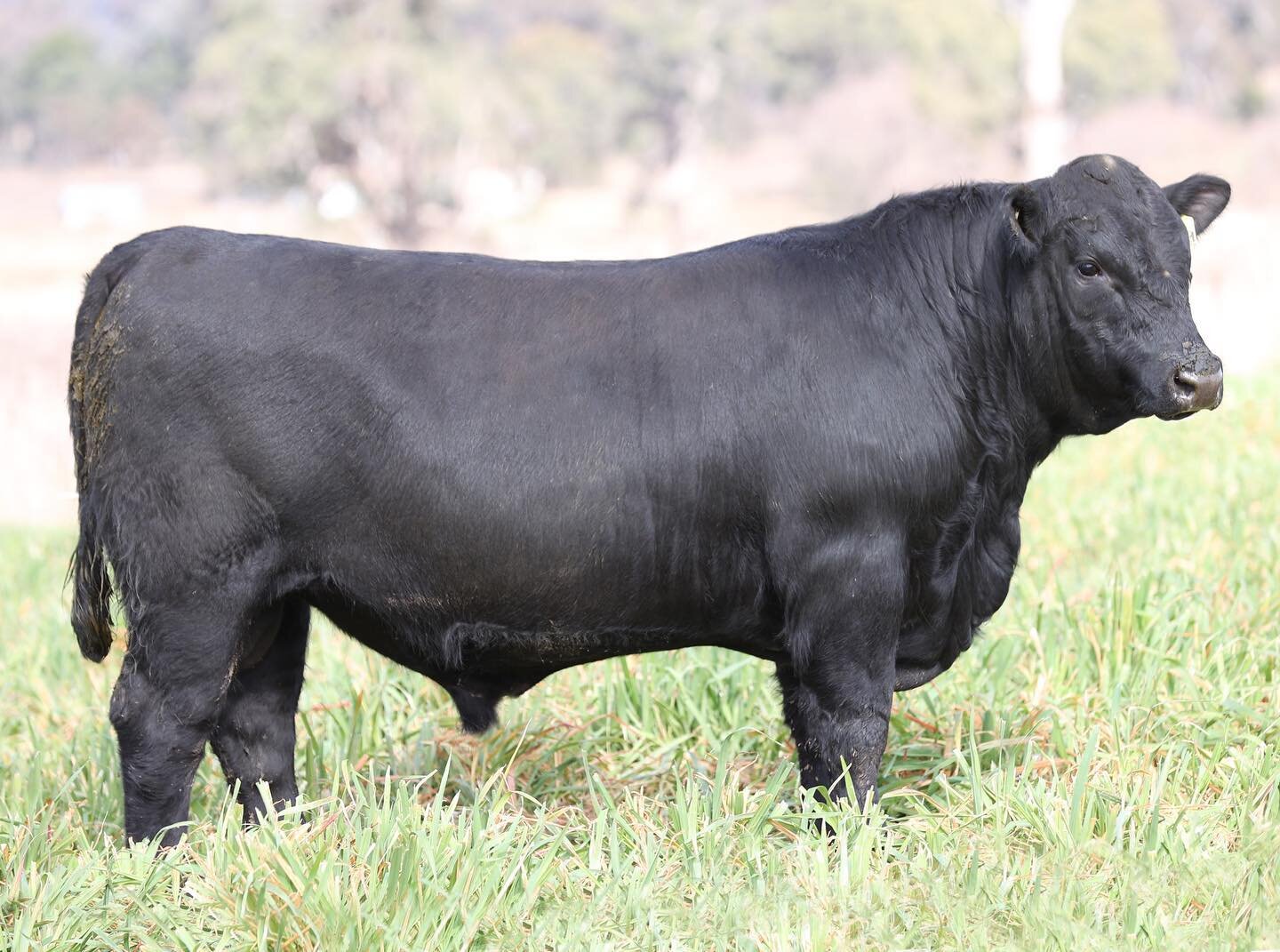 Lots 6 &amp; 7 in our upcoming Bull Sale. These boys are the first of a dozen sons by Milwillah Nardoo N155 to sell. They do not disappoint for sheer power and presence. Inspections always welcome.