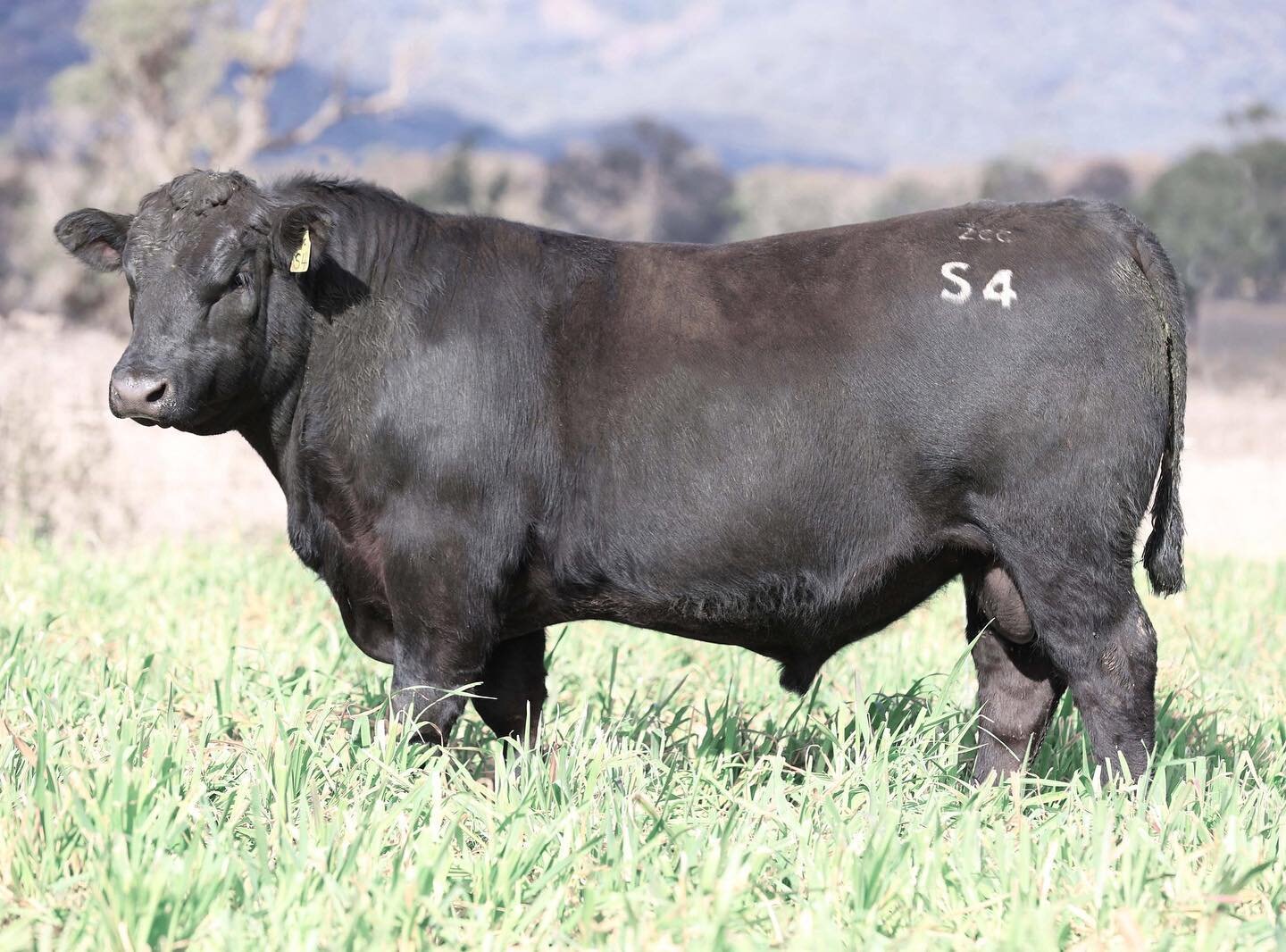 Command sons were the highest averaging sire group last year and we have 10 more on offer this year including the outstanding bull at Lot 4. They are versatile bulls with phenotype and figures.