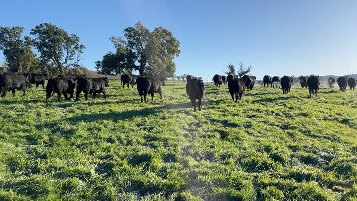 We&rsquo;re on track for our Annual sale on 17th August offering 60 bulls. New sires include Milwillah Pasadena P296, Millah Murrah Chisum Q2 &amp; Coffin Creek Rolling Stone R1.