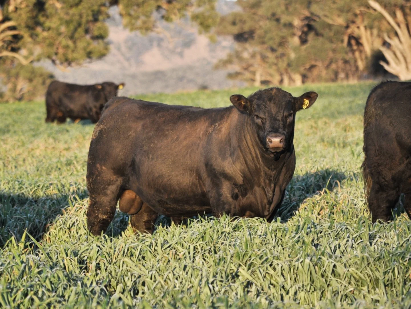 Bull sale prep is in full swing here, with scanning, weights and semen testing nearly wrapped up. We have a new sale date this year - Friday, 12 September. We&rsquo;ll be offering 60 registered bulls and 50 commercial heifers on the day. The full sal