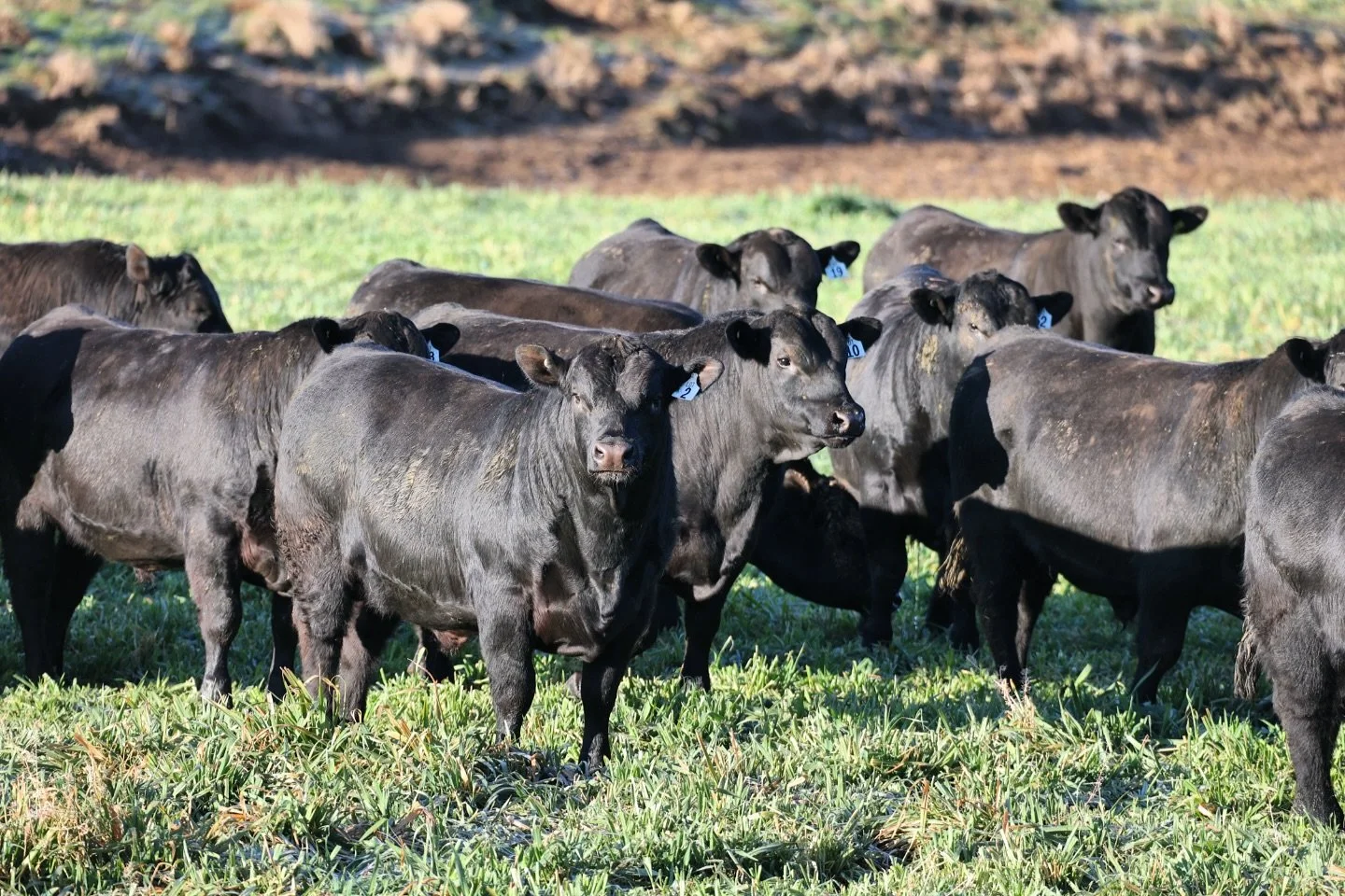 OPEN DAY TODAY - Please join us from 10am. 60 bulls will be penned on display as well as a BBQ running all day.