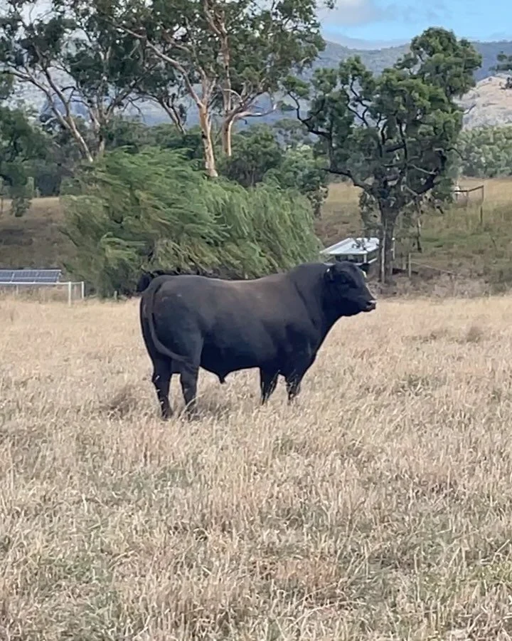 SOLD - Coffin Creek Tex T180
As we look to a new set of sires for 2025, we are now taking private offers on T180. 
This is a special opportunity to secure a rising 3YO proven sire with back to back autumn and spring joinings under his belt since a ye