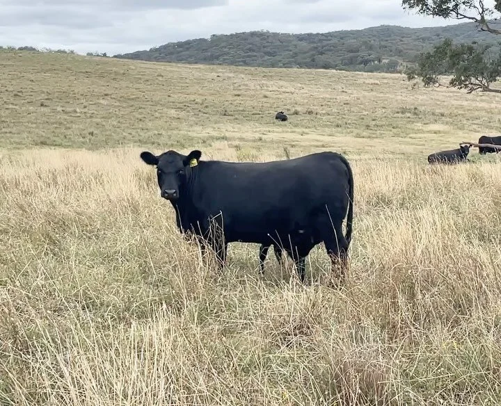 Autumn calving well underway, loving the short GL from sires MM Torpedo T10, Trigger T308 and CC Ultramarine U228. Here is two year old heifer Ela U201 with her calf born 29kg at 275 days gestation, sired by U228.