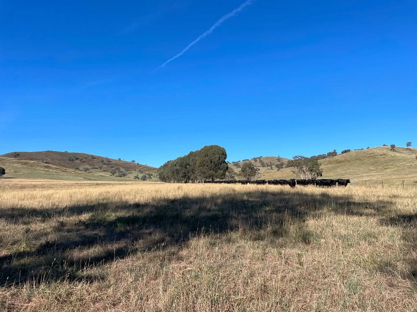 We are back on deck for 2025 with a big week under the belt - weaning, preg testing, shifting cattle between farms and blood testing as part of the LLS NAMP monitoring program. The cattle are loving this season and look an absolute treat. We&rsquo;ve
