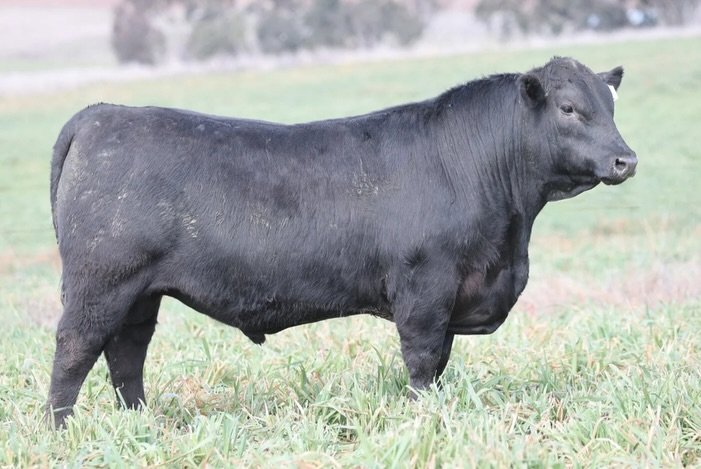 Touchstone T9 was retained for stud duties as a yearling. His impact on our program will be immense with a beautiful pedigree background and scale-crushing performance. There are over a dozen T9 sons coming through our upcoming sale which have awesom