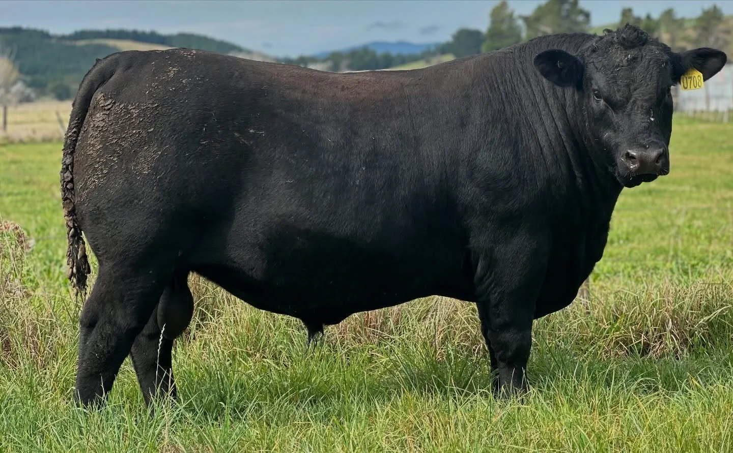 *** INTRODUCING MINISTER OF KAYJAY U708 ***

We are thrilled to announce that we have just secured a half-share and exclusive Australian semen marketing rights in exciting new sire Minister of KayJay U708 from @kayjayangus in New Zealand for NZ$80,00