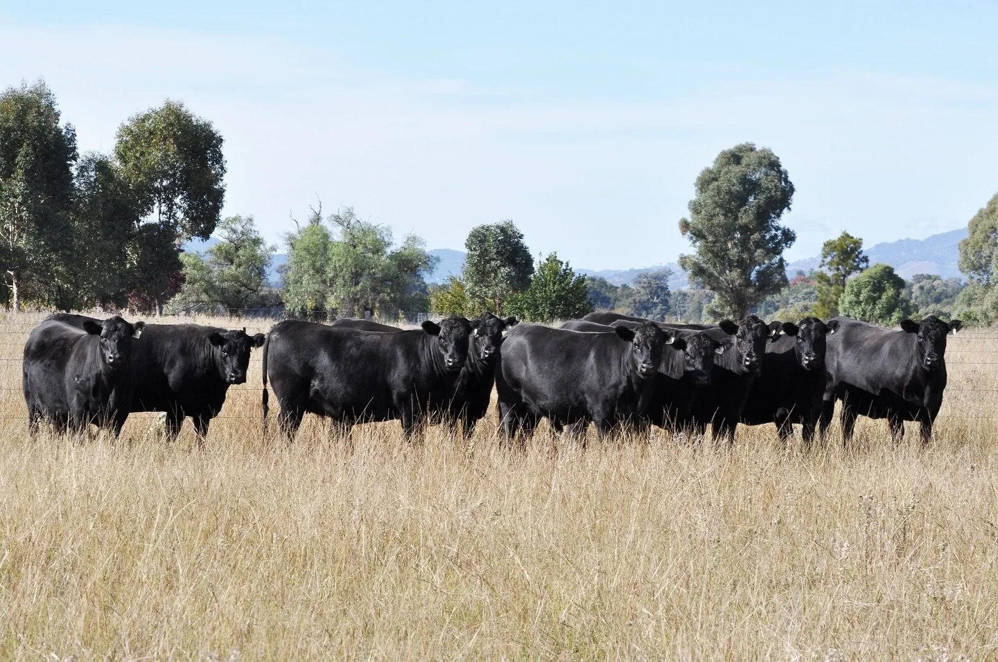 From the heart of our commercial herd, we are offering 10 PTIC rising two year old heifers this Friday at the Mudgee Angus Breeders Sale. Scanned pregnant to the AI joining to Coffin Creek Ultramarine U228 these heifers will calve the first week of J