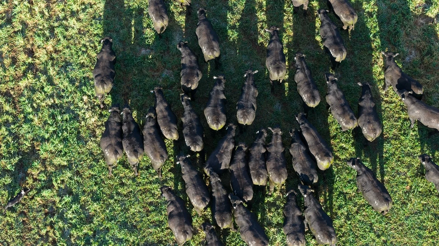 What a pleasure it is to work with the man himself @bennythebull2692 and @ogacreativeagency. The quality of their work speaks for itself. Individual photos of all 60 lots will be online shortly with presale video out next week. Pictured is Lot 22 Cof