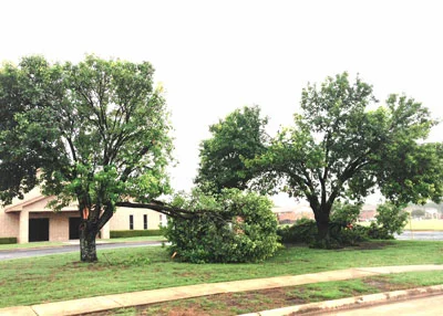 Branch split after high wind storm seems to be common