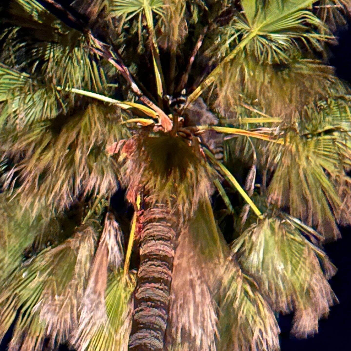 Boon treed this family of raccoons last night. I had no idea they could climb that fast and high.