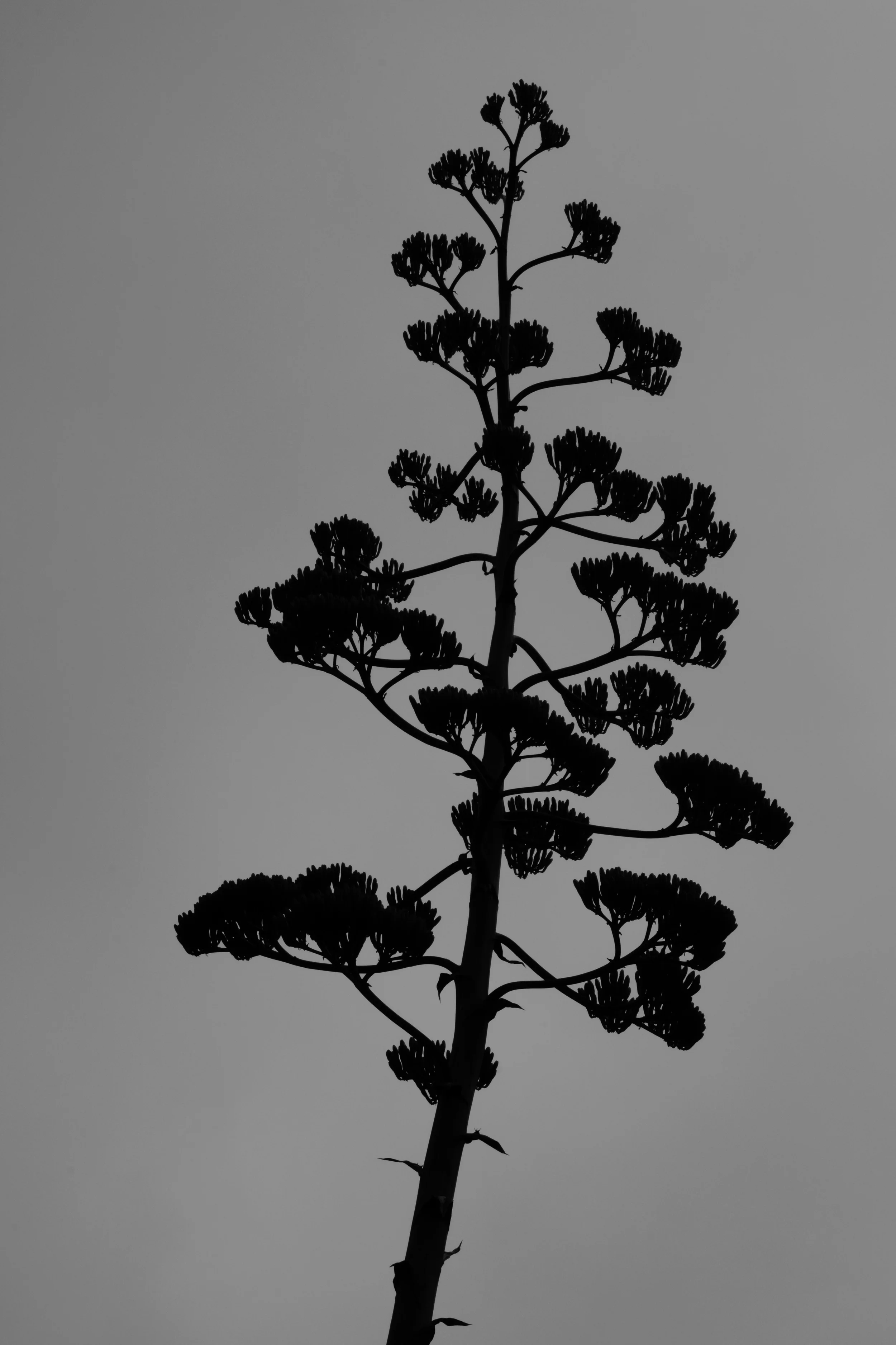 _DSC0917.jpg
