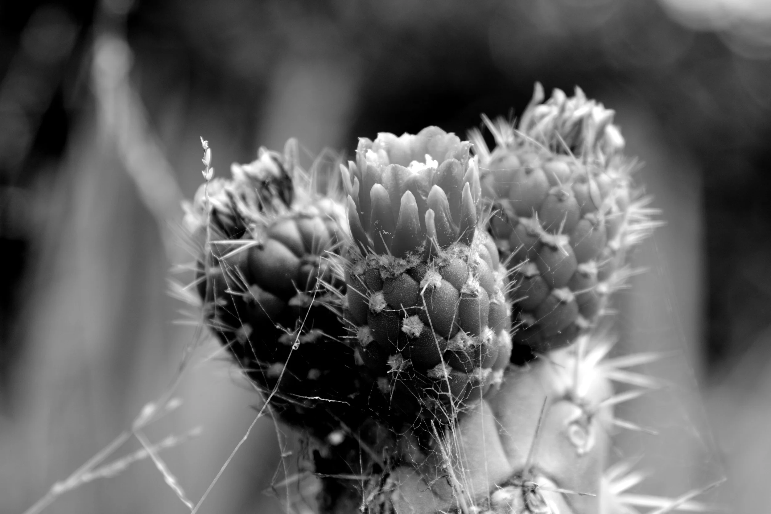 _DSC0958.jpg