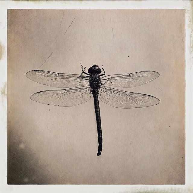 #dragonfly
