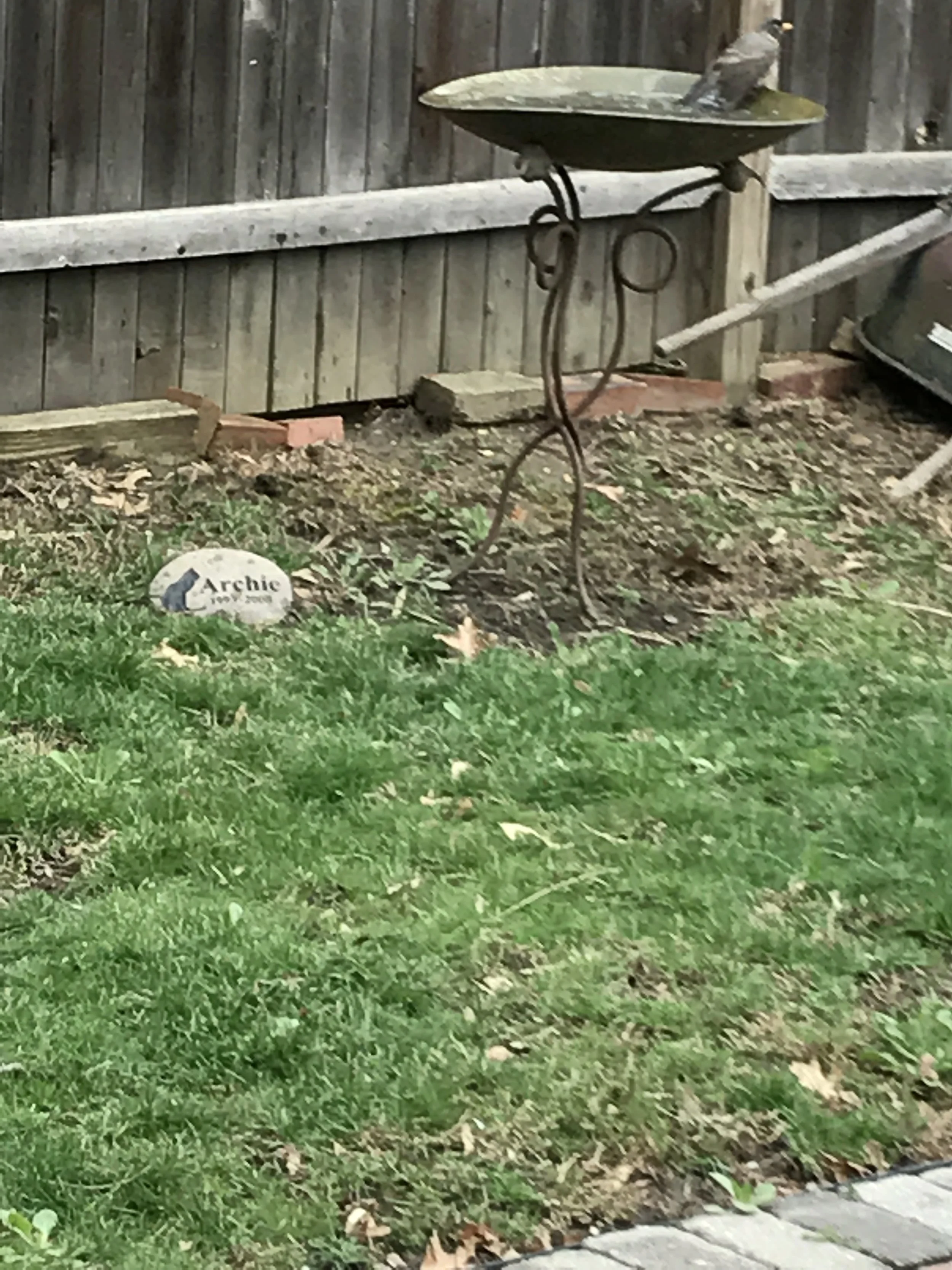 Having completed one of its first spring baths since the birds flew back, this little bird is ready to shake off the cleansing chill of the wudder and return to flight.