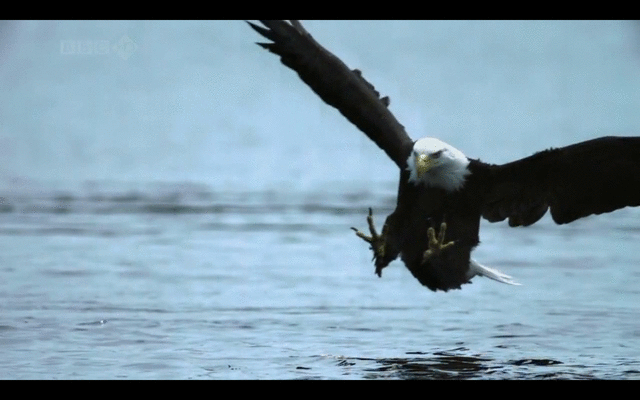 eagle.gif