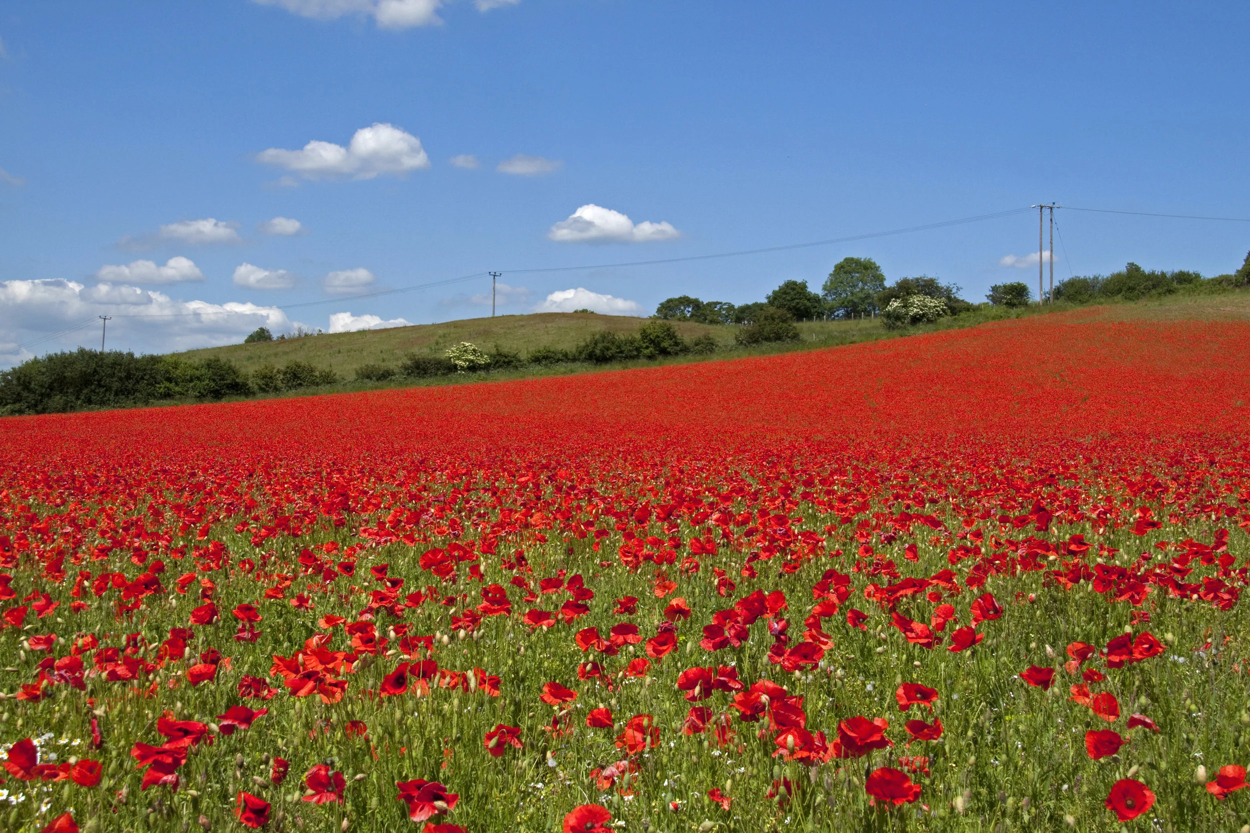 Why The Poppy? — No Stone Left Alone