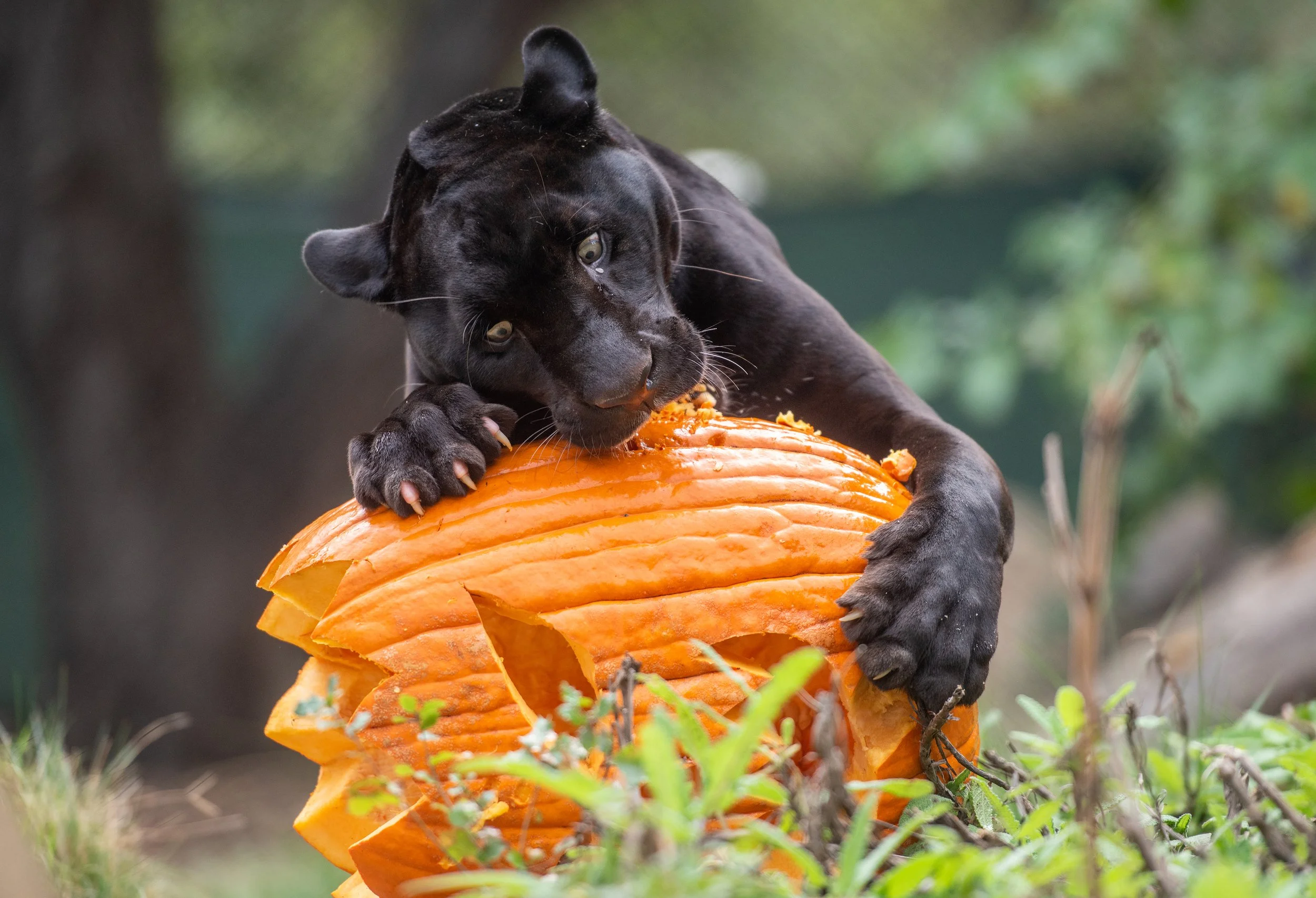 OCR-L-ZOOBOO-1026-JA-01.JPG
