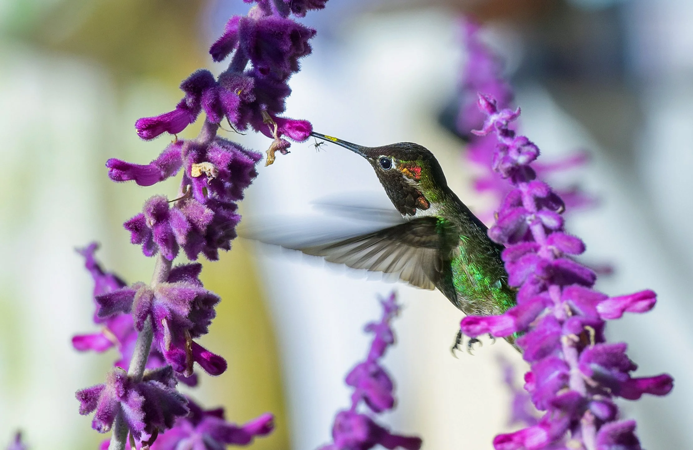 Hummingbird.jpg